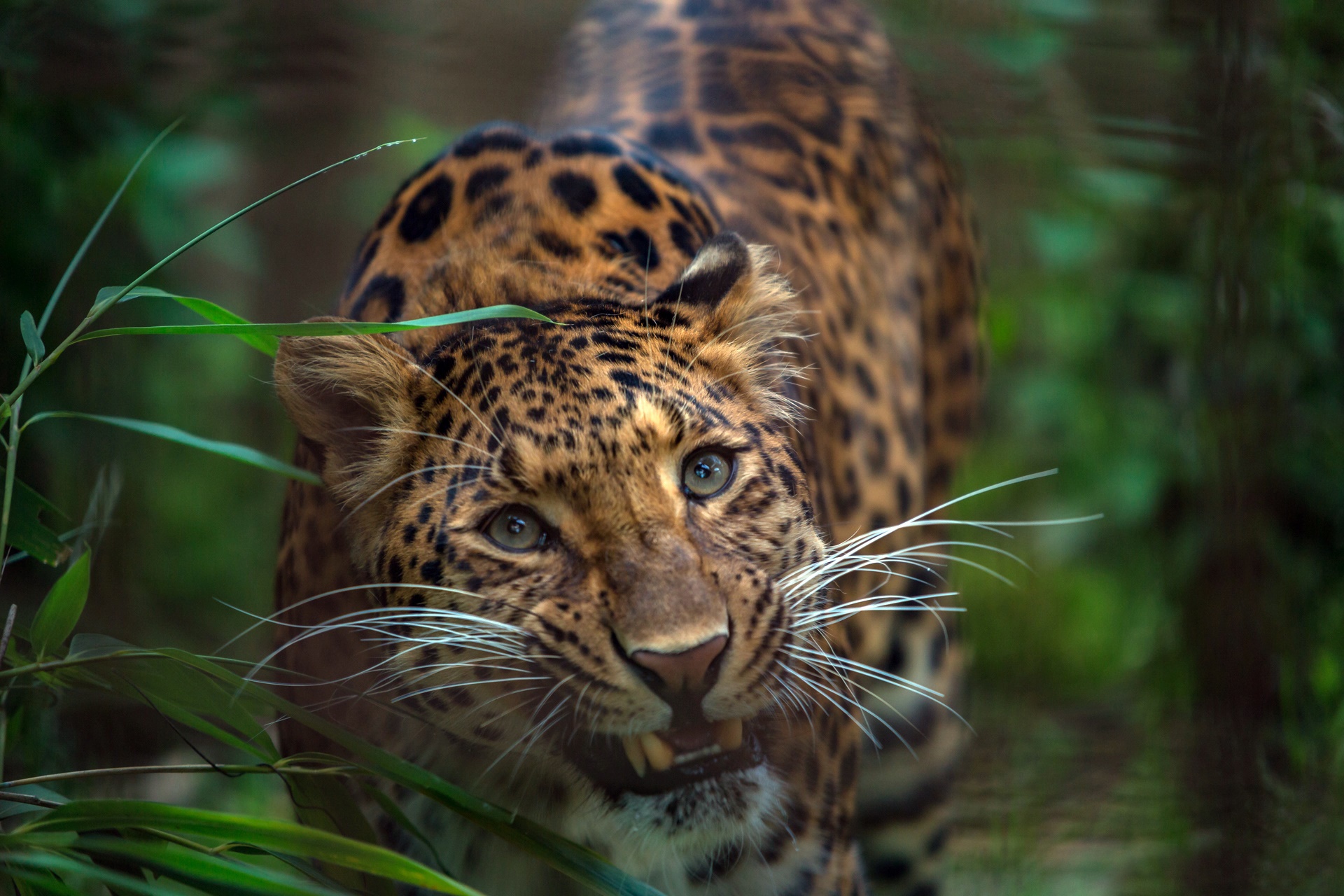 Descarga gratuita de fondo de pantalla para móvil de Animales, Gatos, Leopardo.