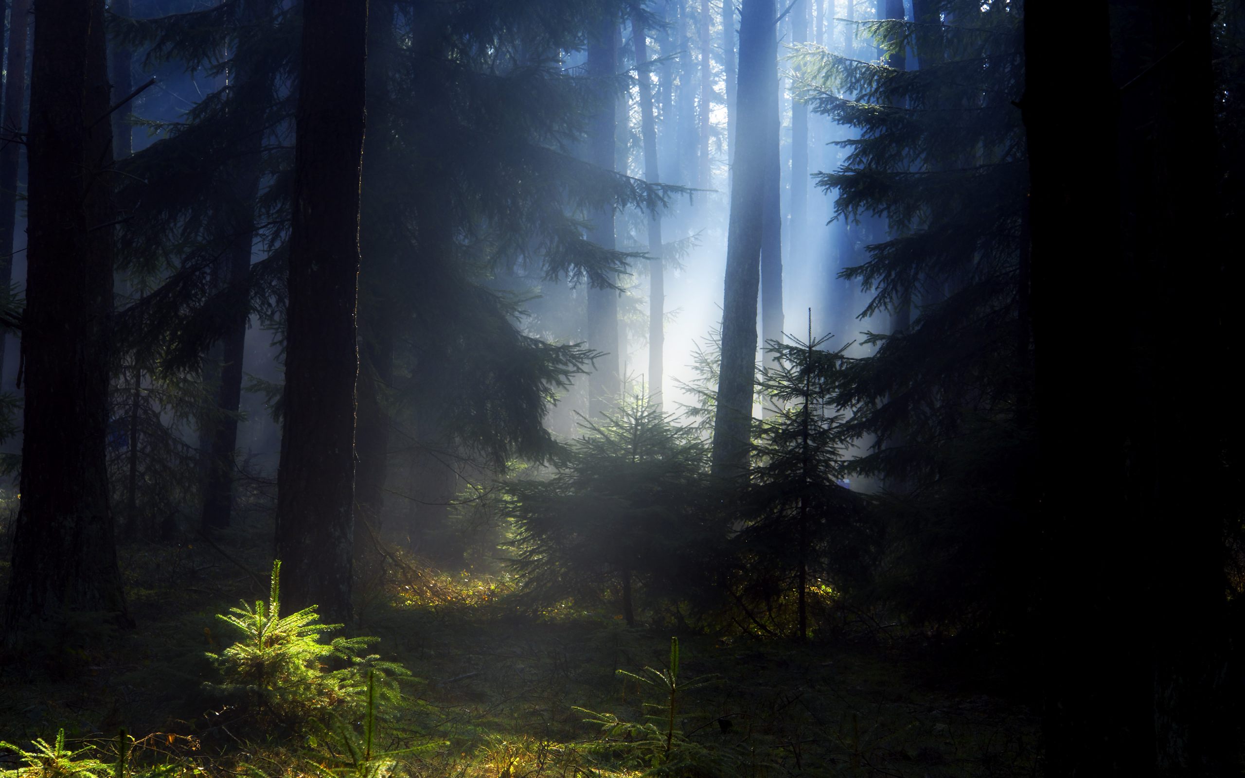 Free download wallpaper Forest, Earth on your PC desktop