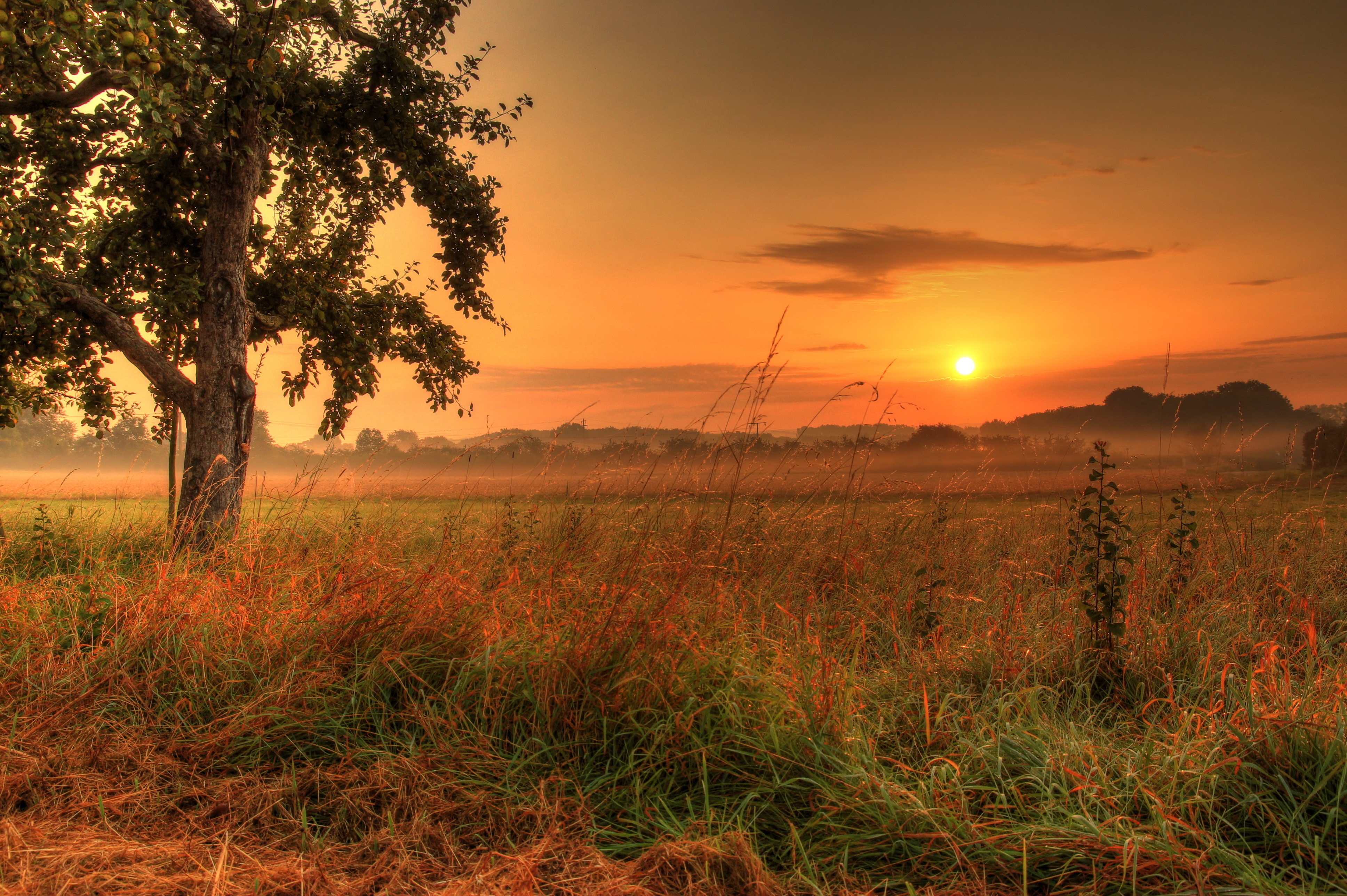 Download mobile wallpaper Sunset, Tree, Earth, Field for free.