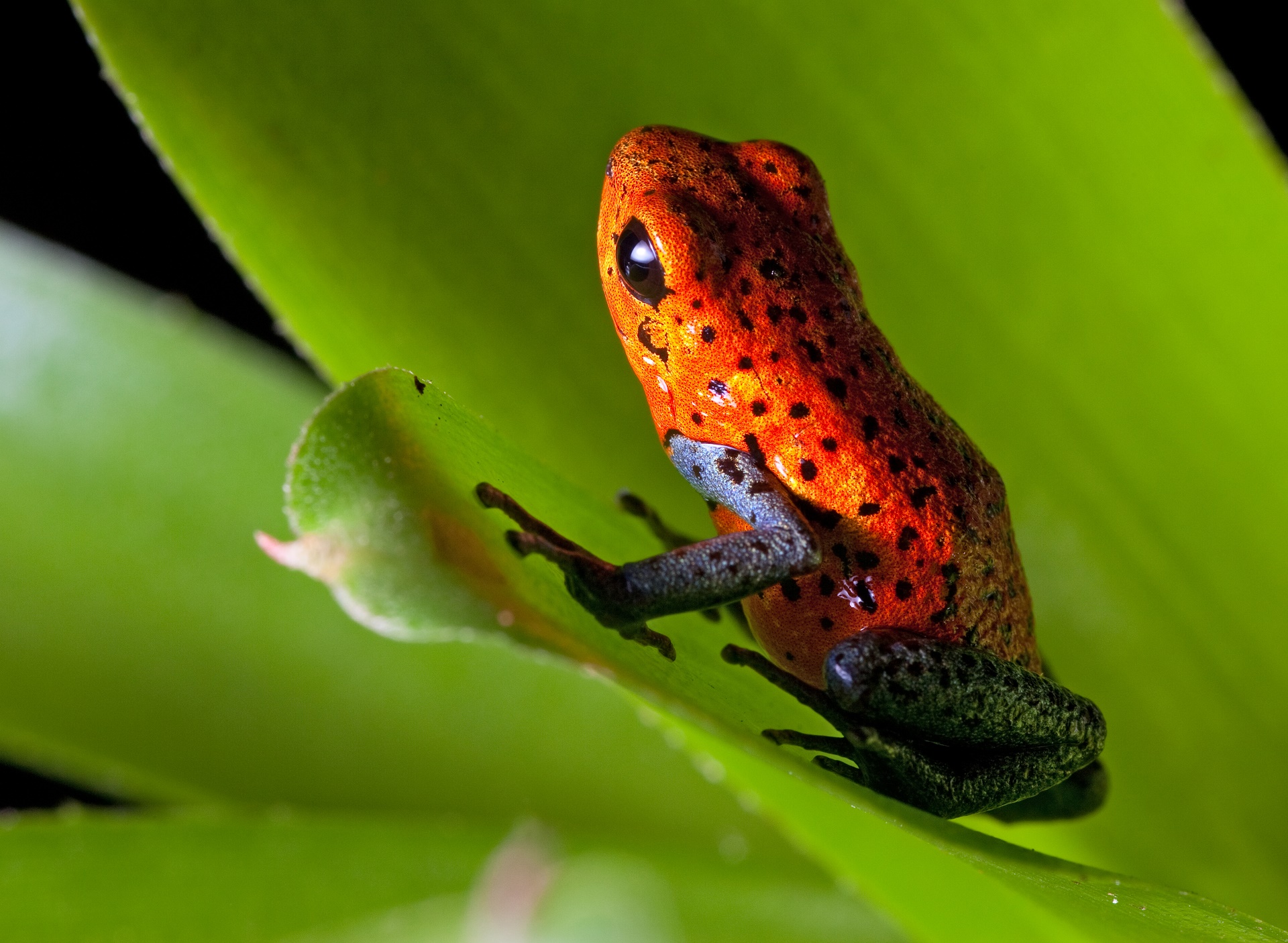 Free download wallpaper Poison Dart Frog, Frogs, Animal on your PC desktop