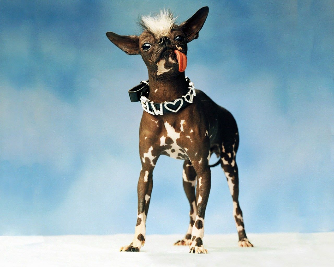 Handy-Wallpaper Hund, Stil, Mode, Tiere, Farbe kostenlos herunterladen.