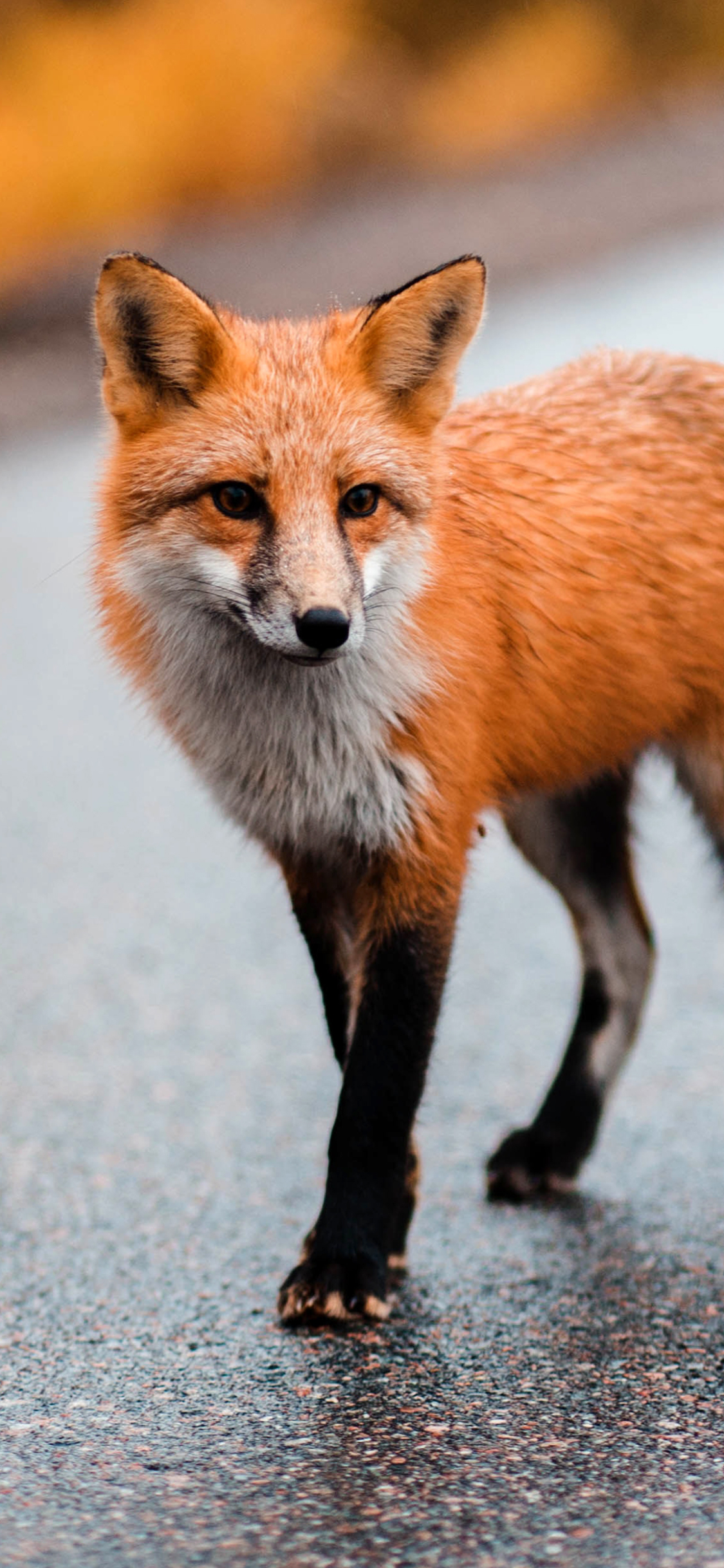 Download mobile wallpaper Fox, Animal for free.