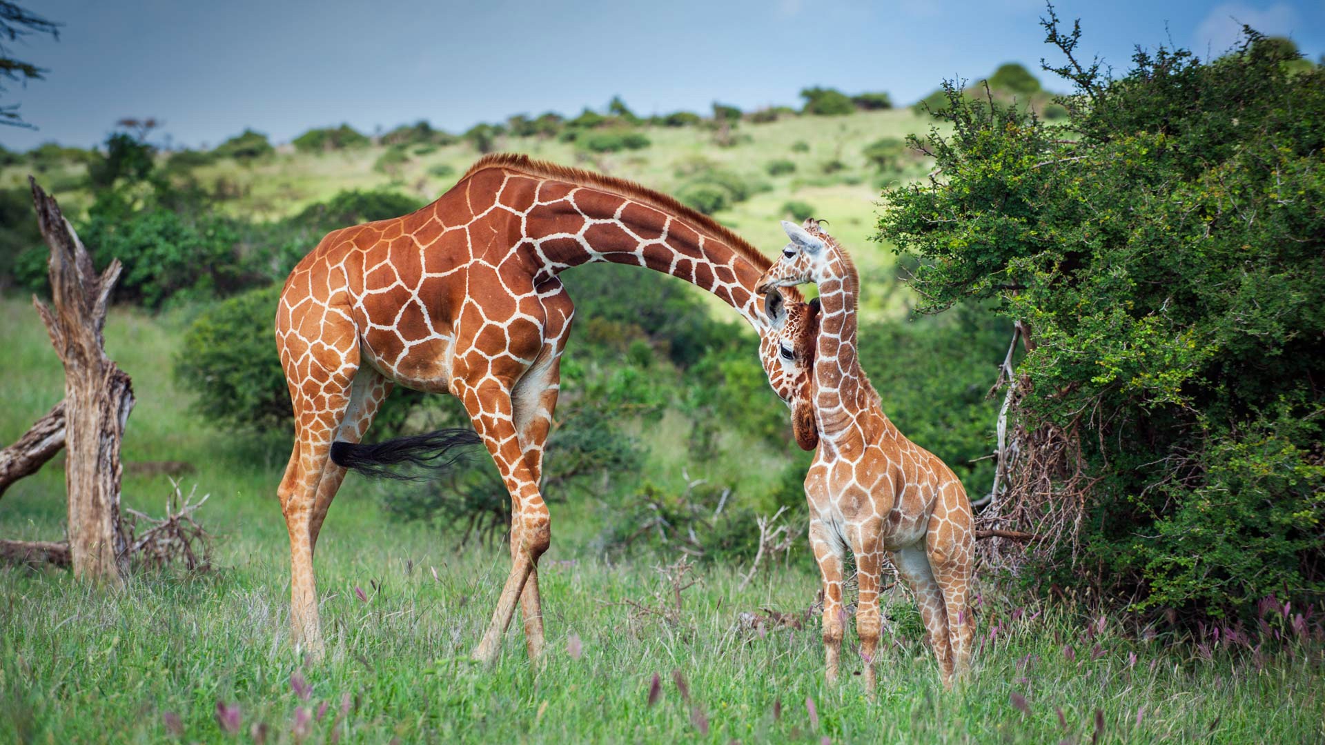 Handy-Wallpaper Tiere, Giraffe, Tierbaby kostenlos herunterladen.