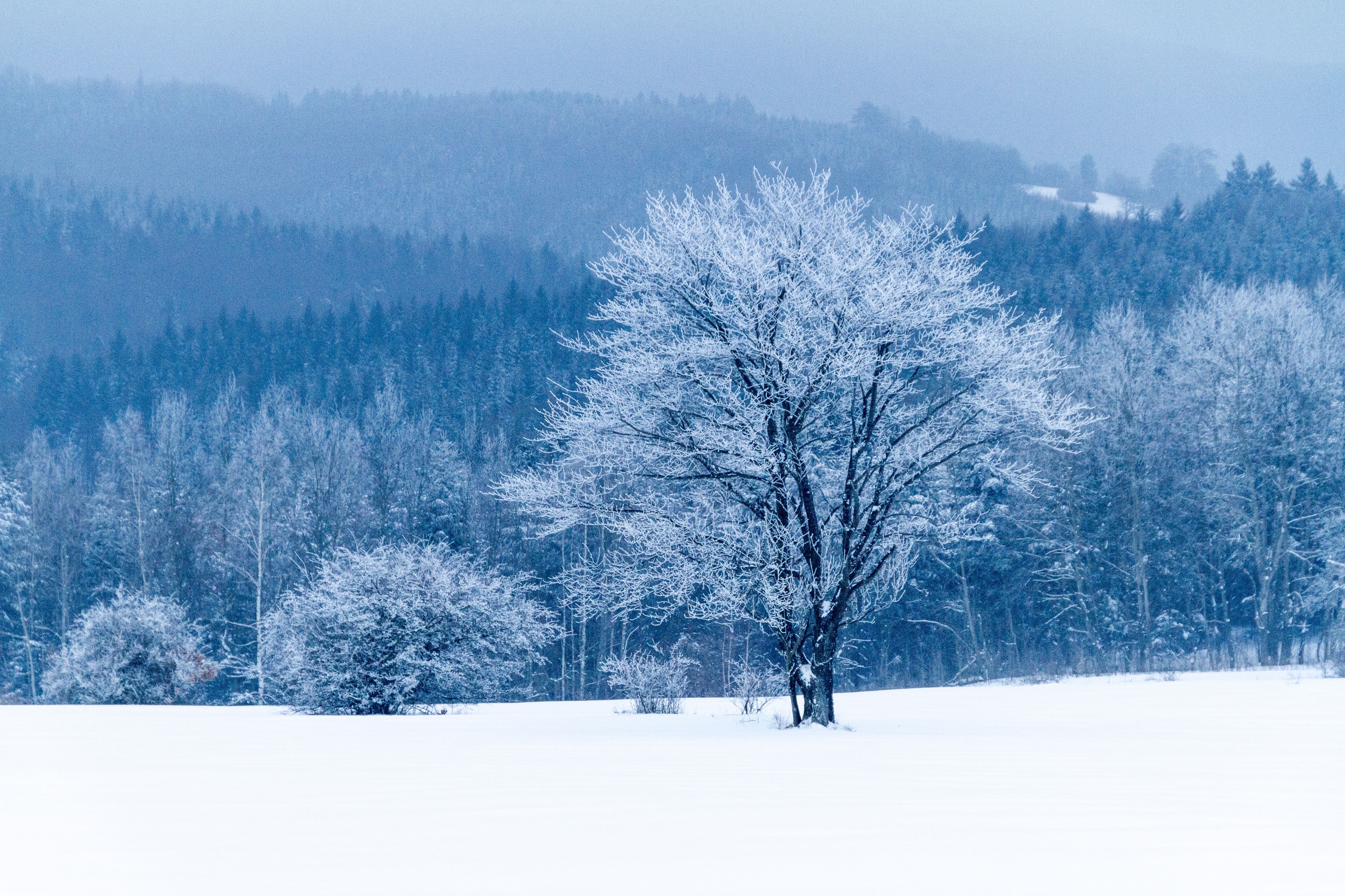 Скачать картинку Снег, Дерево, Природа, Лес, Зима в телефон бесплатно.