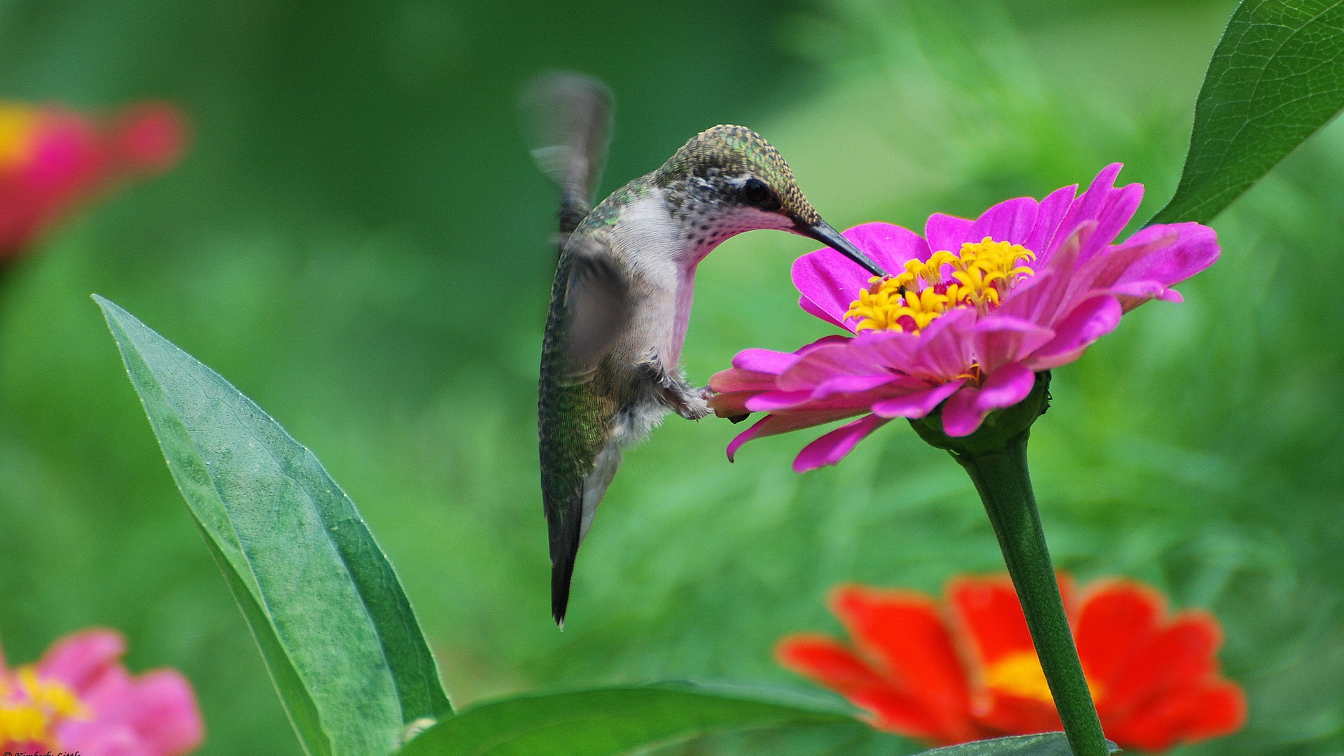 Laden Sie das Tiere, Kolibri-Bild kostenlos auf Ihren PC-Desktop herunter