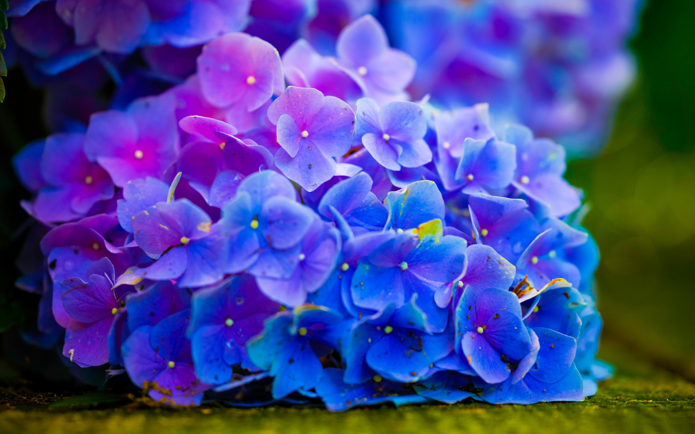 Descarga gratuita de fondo de pantalla para móvil de Flores, Flor, De Cerca, Hortensia, Tierra/naturaleza, Flor Azul.
