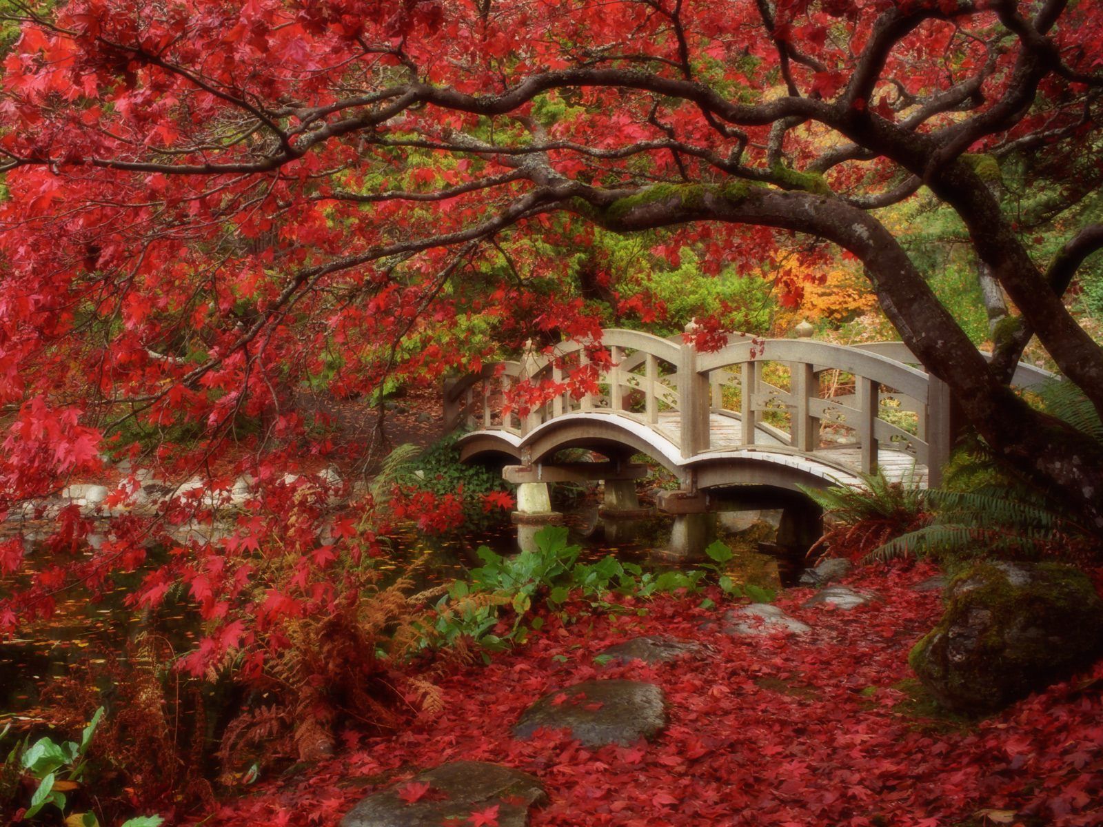 Скачать обои бесплатно Дерево, Мост, Падать, Сделано Человеком, Японский Сад картинка на рабочий стол ПК
