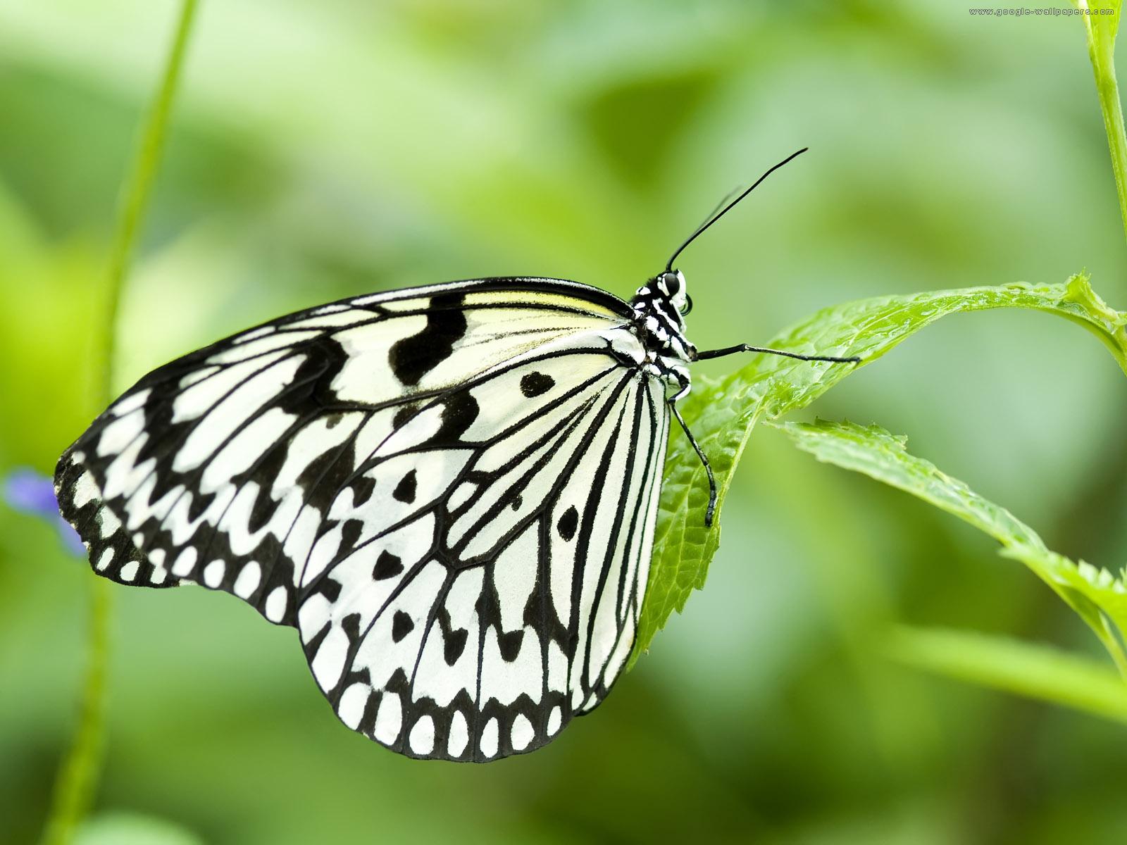 Download mobile wallpaper Insect, Butterfly, Animal for free.