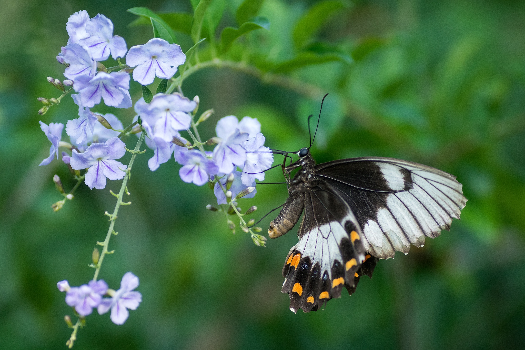 Download mobile wallpaper Flower, Butterfly, Animal, Wings for free.