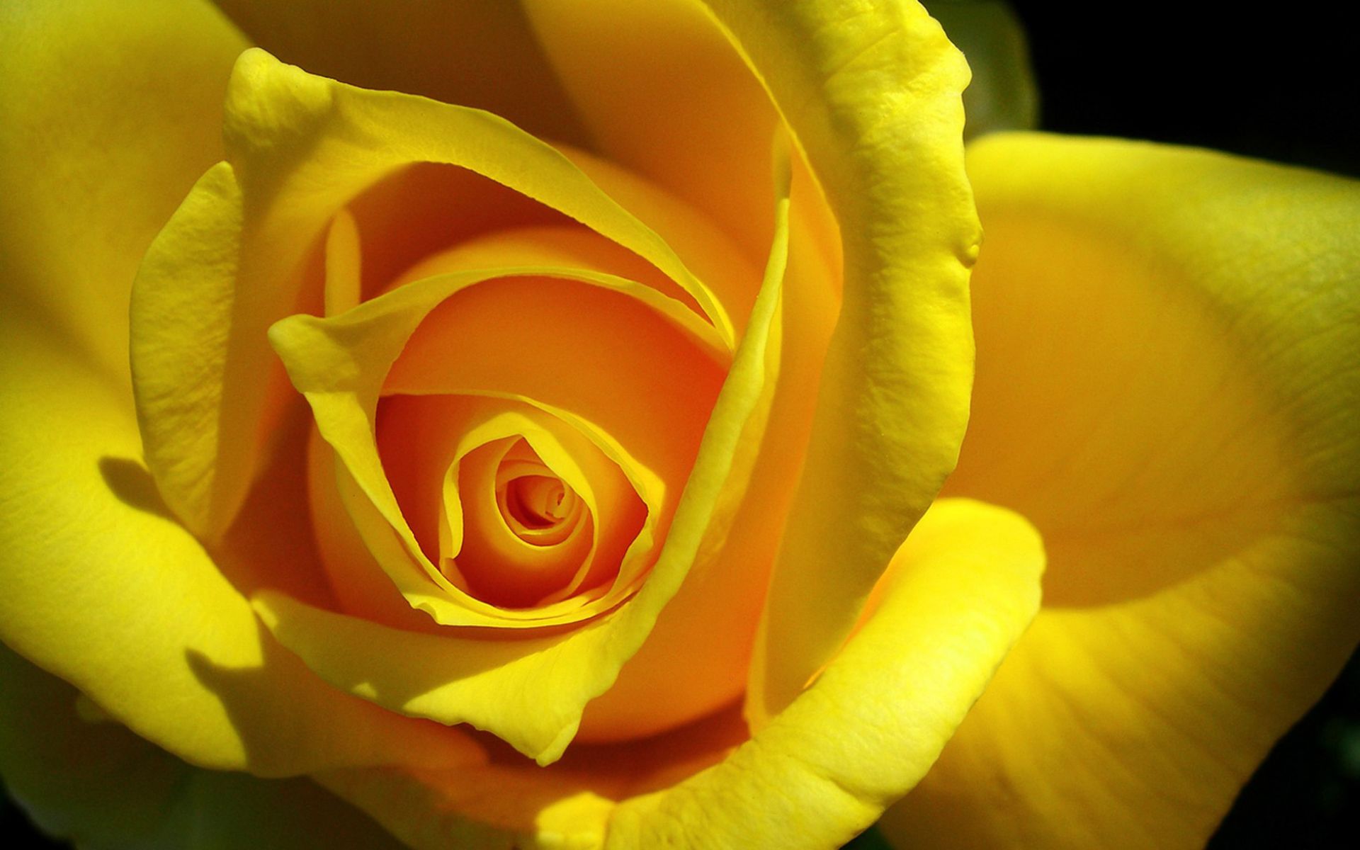 Free download wallpaper Flowers, Flower, Rose, Close Up, Earth, Yellow Flower on your PC desktop