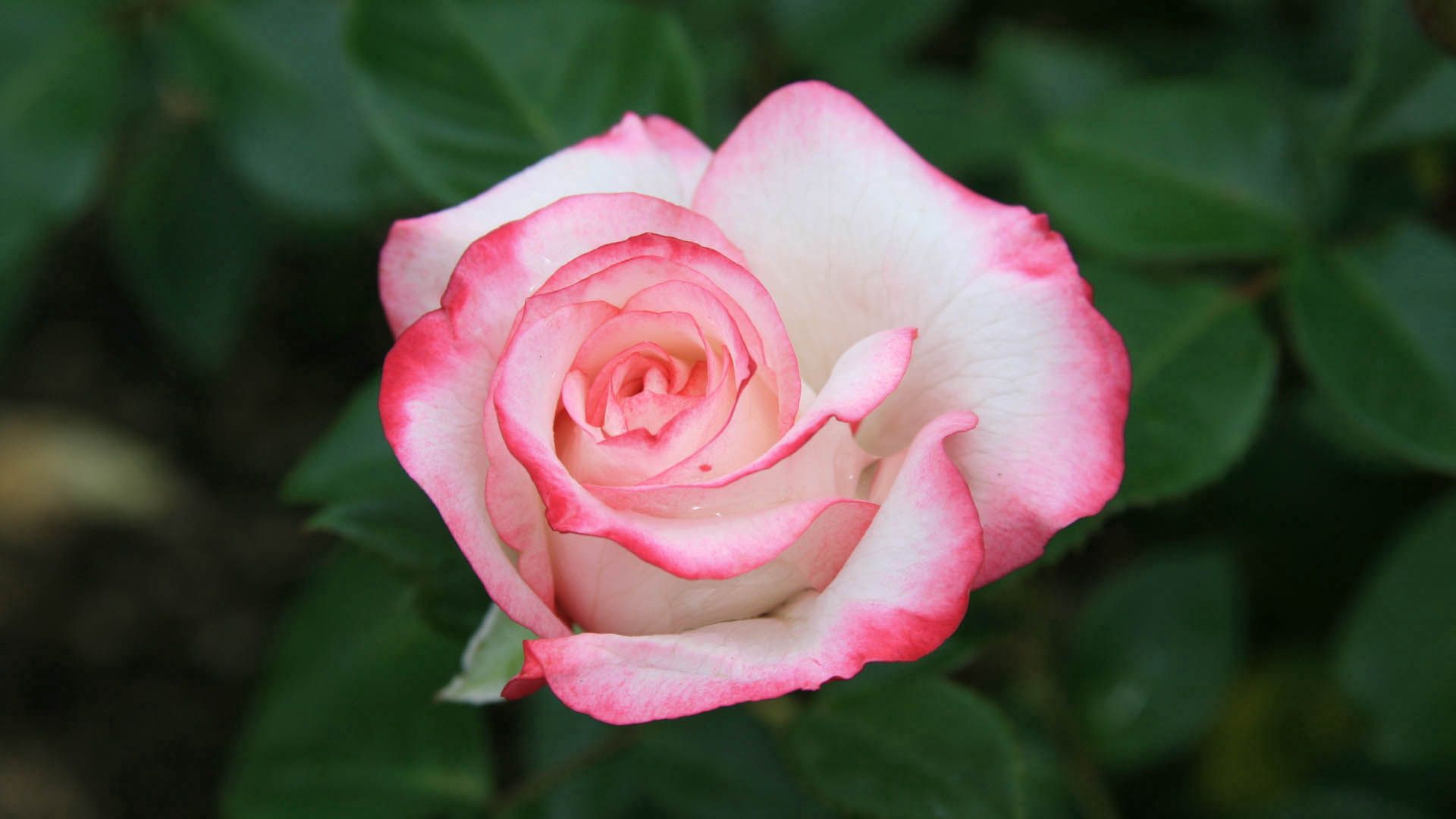 Free HD petals, flowers, pink, rose flower, rose, bud