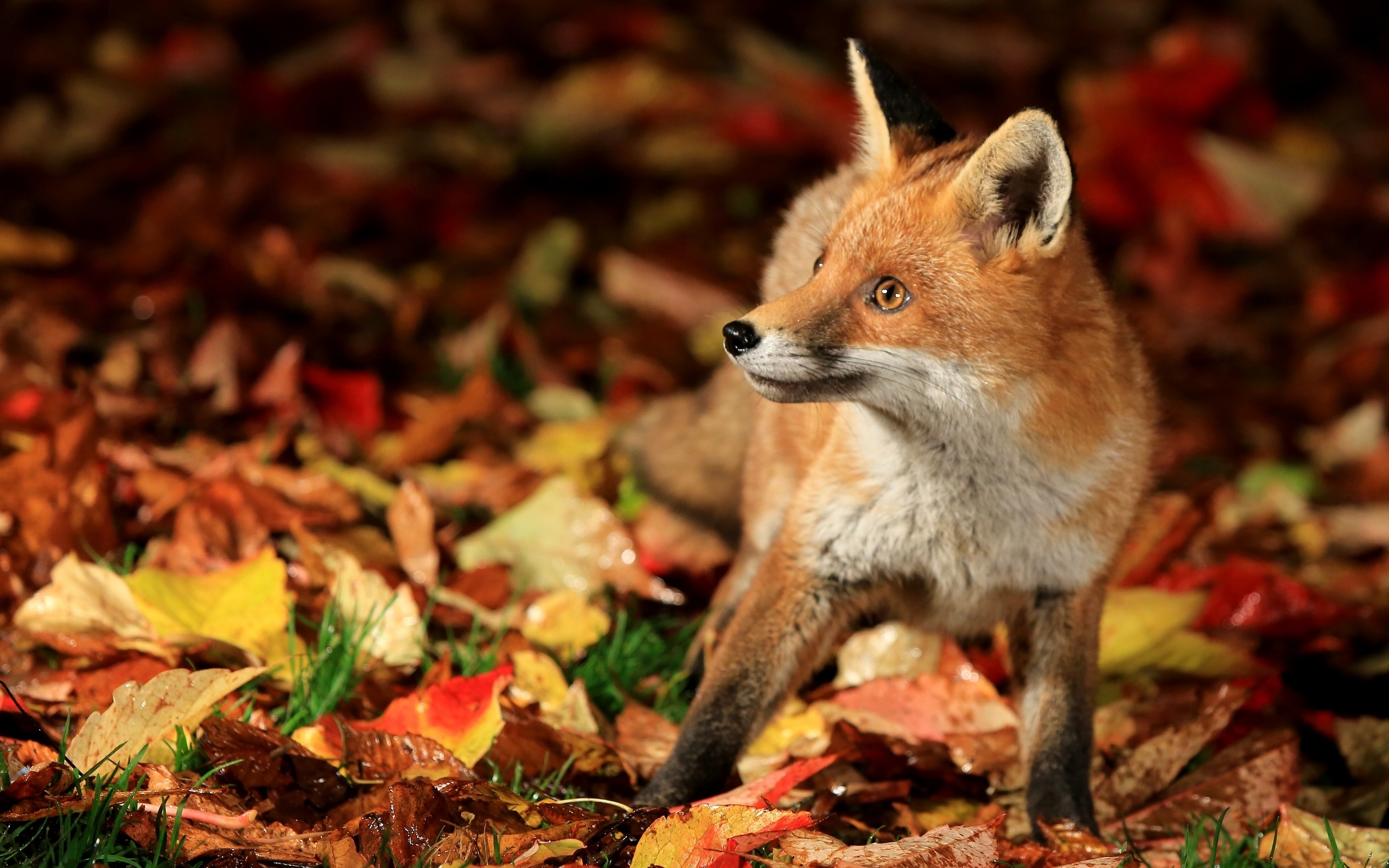 Download mobile wallpaper Fox, Leaf, Fall, Animal, Cub for free.
