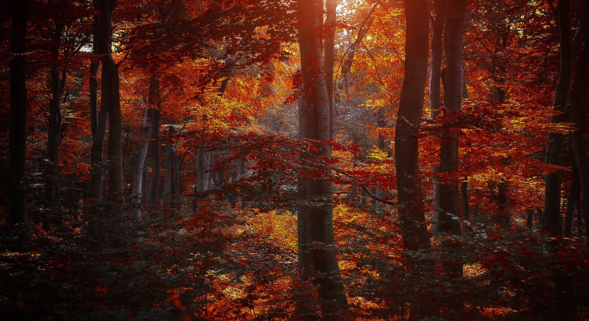 無料モバイル壁紙木, 秋, 森, 地球, 日光をダウンロードします。