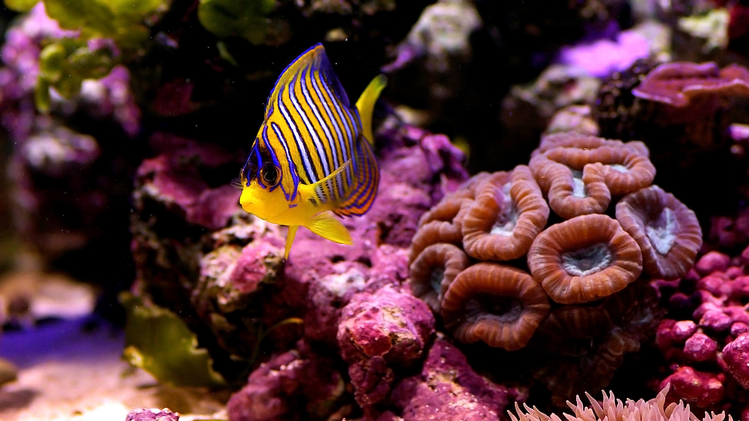 Free download wallpaper Fishes, Animal, Fish, Underwater, Tropical Fish on your PC desktop
