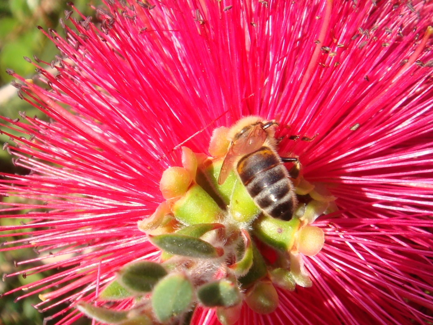 25427 descargar imagen plantas, flores, insectos, abejas, rojo: fondos de pantalla y protectores de pantalla gratis