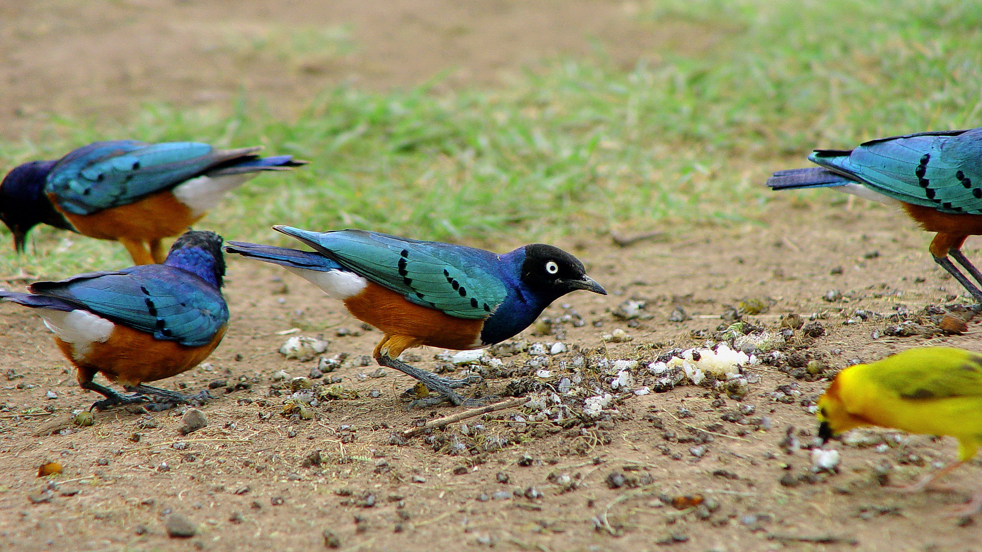 Baixe gratuitamente a imagem Animais, Aves, Pássaro na área de trabalho do seu PC