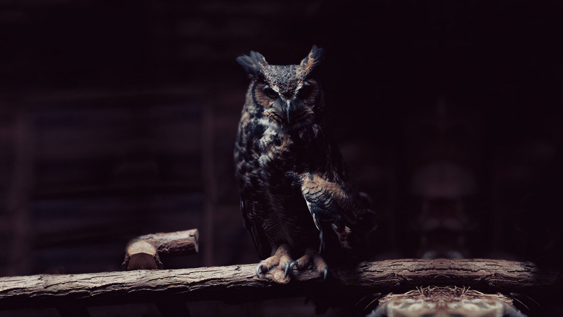 Download mobile wallpaper Birds, Owl, Animal for free.