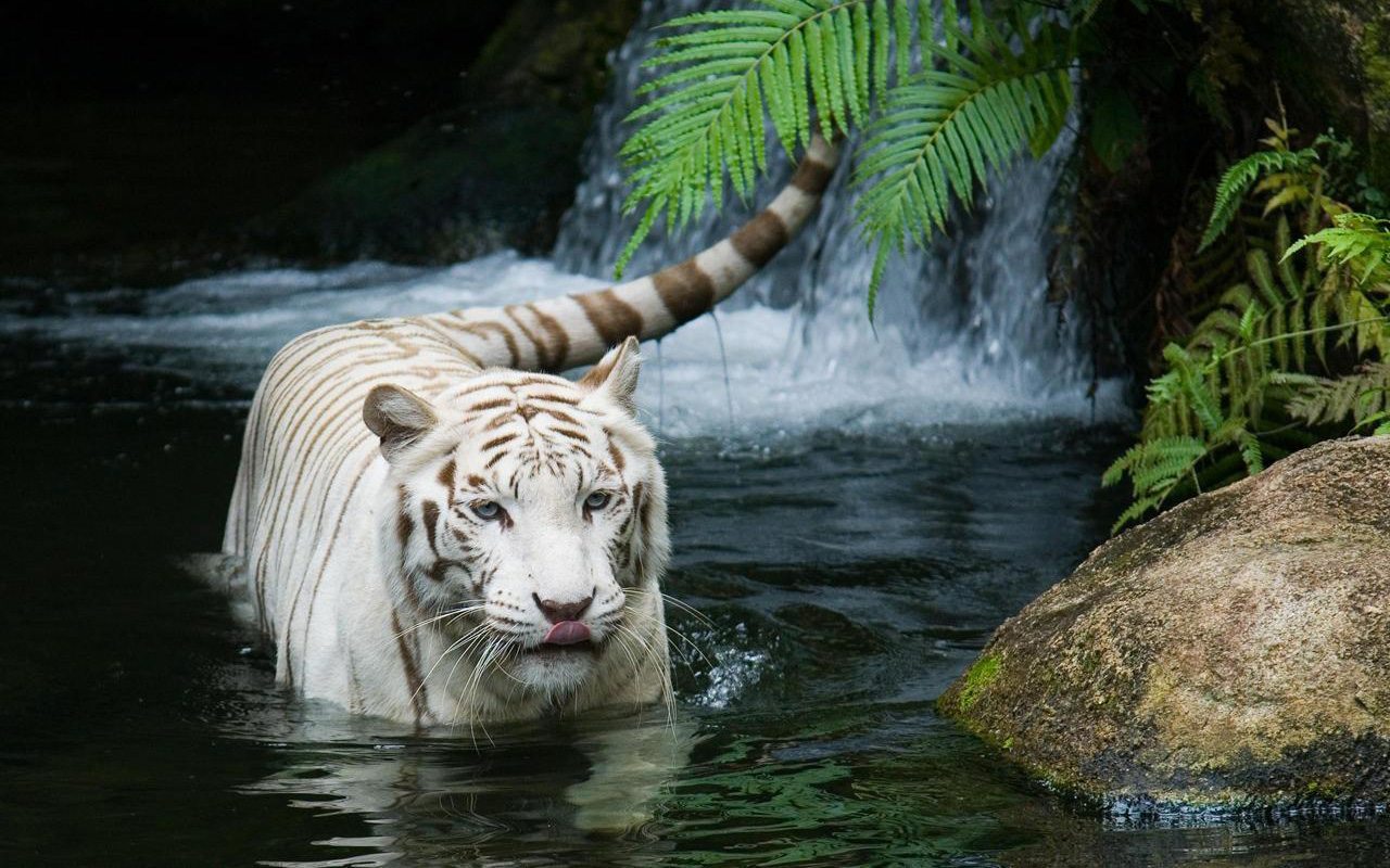 Descarga gratuita de fondo de pantalla para móvil de Animales, Tigre, Tigre Blanco.
