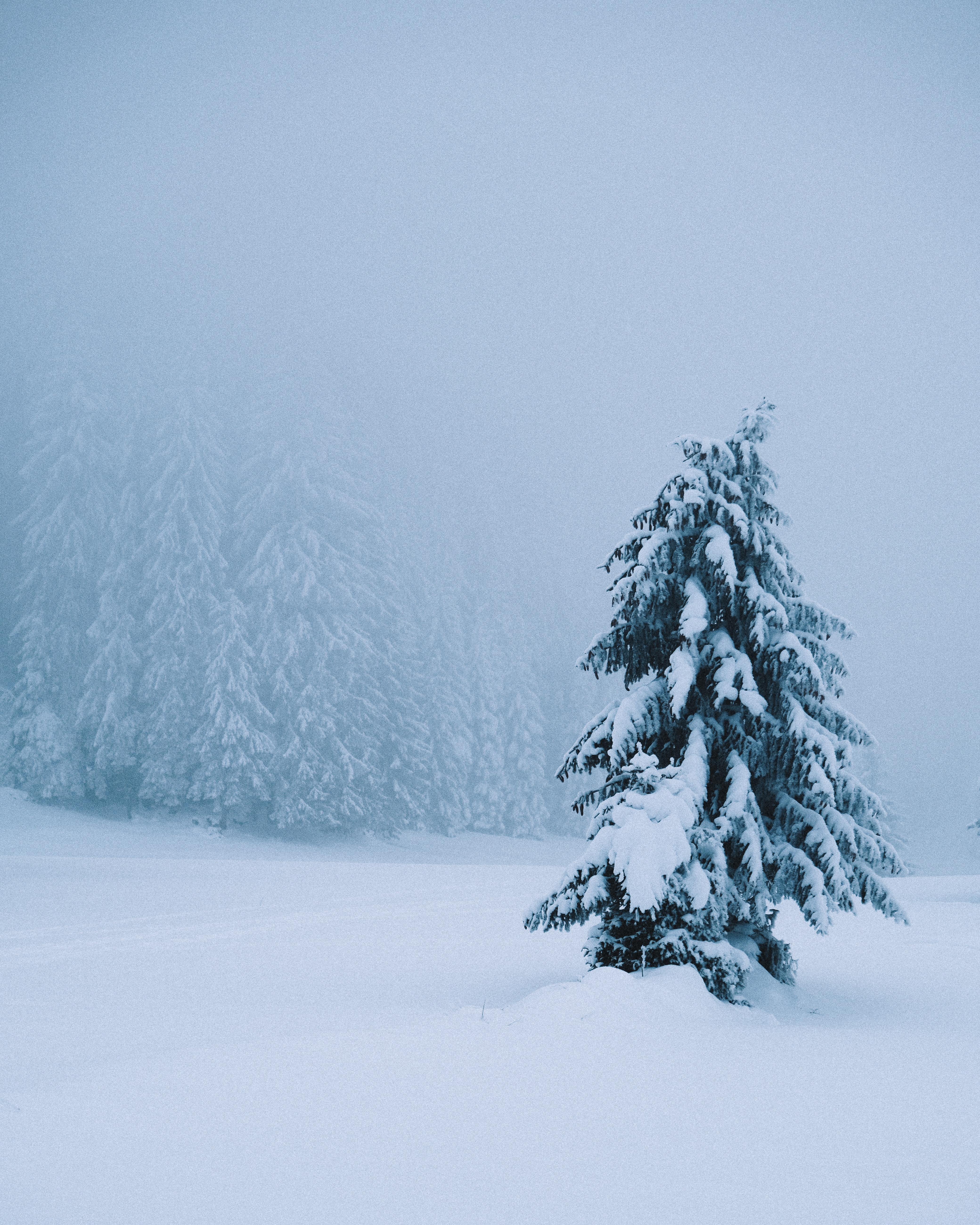 Download mobile wallpaper Spruce, Wood, Fir, Snowstorm, Snow, Winter, Nature, Tree for free.