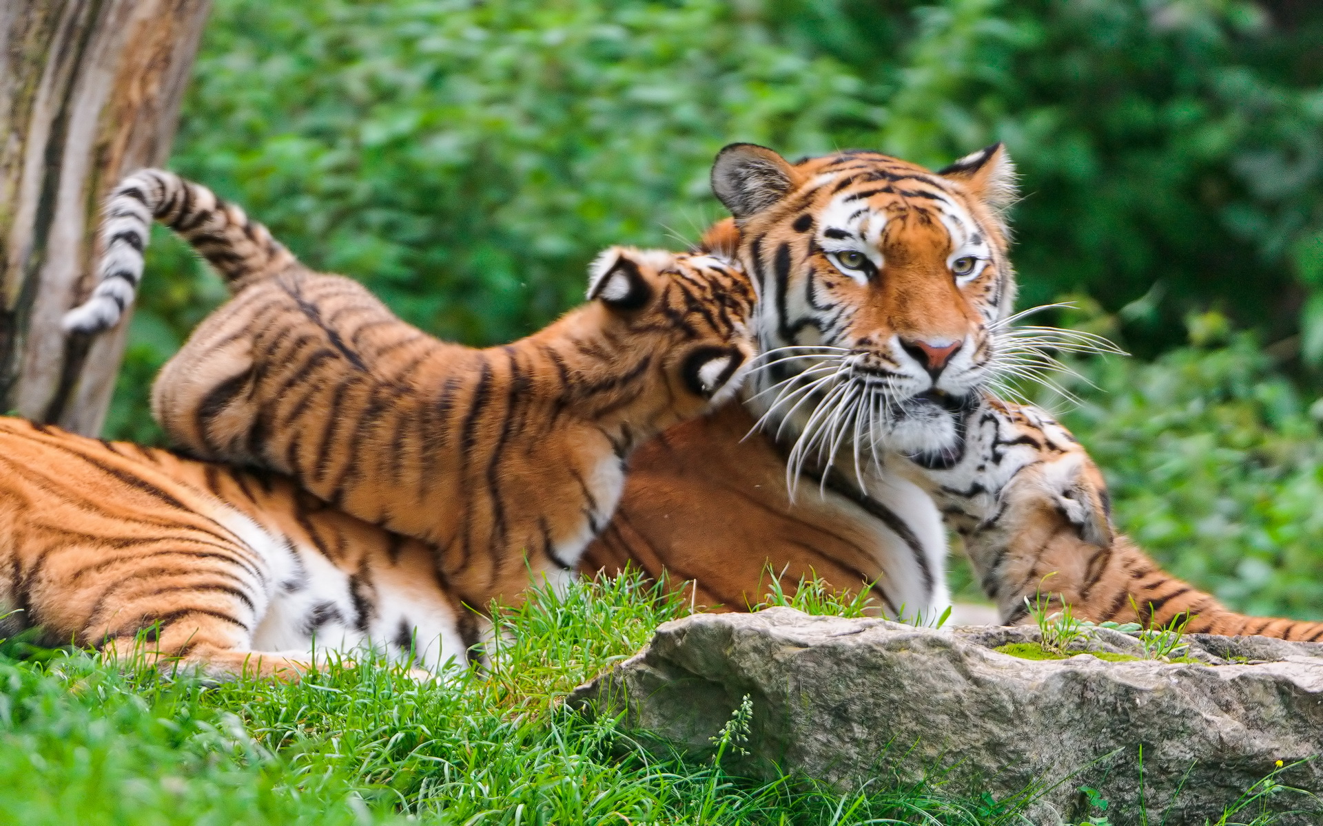 Free download wallpaper Tiger, Animal on your PC desktop