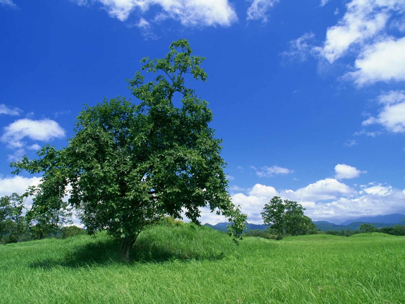 Скачать обои бесплатно Облака, Деревья, Небо, Пейзаж картинка на рабочий стол ПК