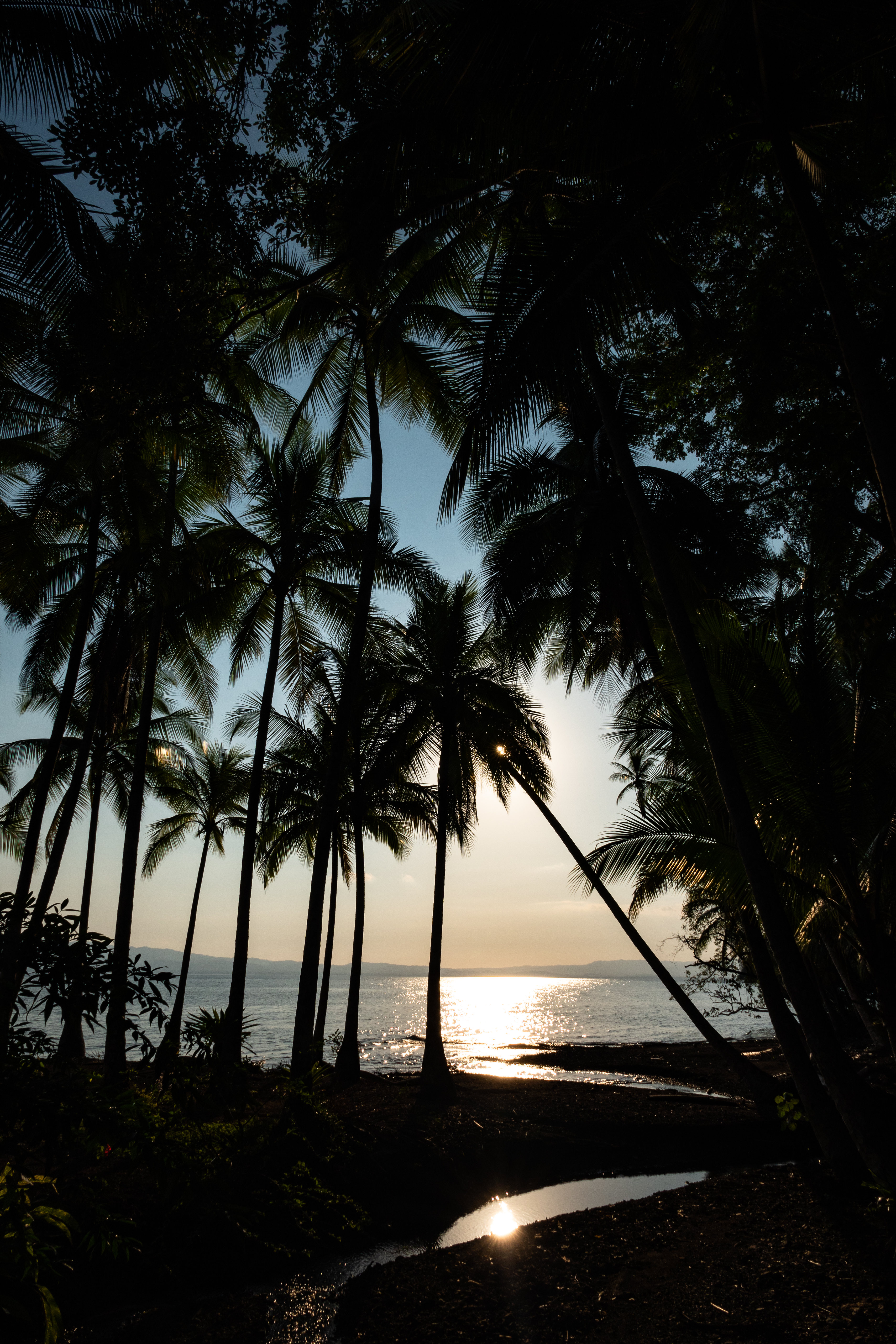 Download mobile wallpaper Glare, Sea, Horizon, Nature, Palms, Tropical for free.