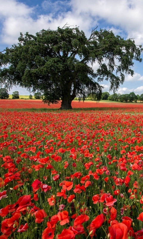Download mobile wallpaper Nature, Flowers, Tree, Earth, Field, Poppy for free.