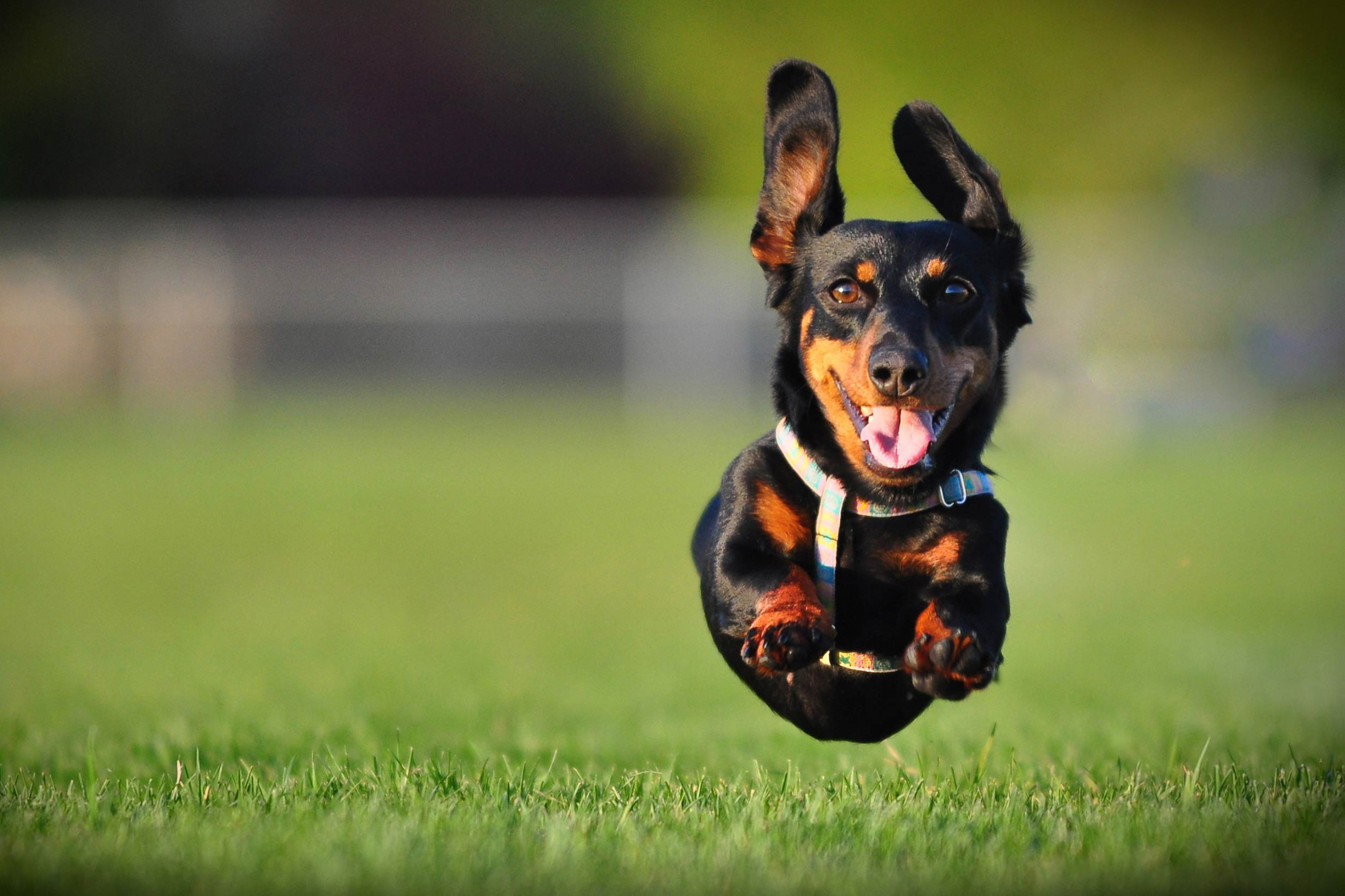 Free download wallpaper Dogs, Animal, Jump, Dachshund on your PC desktop