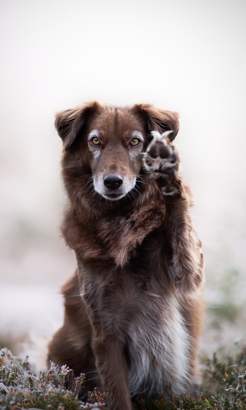 1175145 Bildschirmschoner und Hintergrundbilder Hunde auf Ihrem Telefon. Laden Sie  Bilder kostenlos herunter