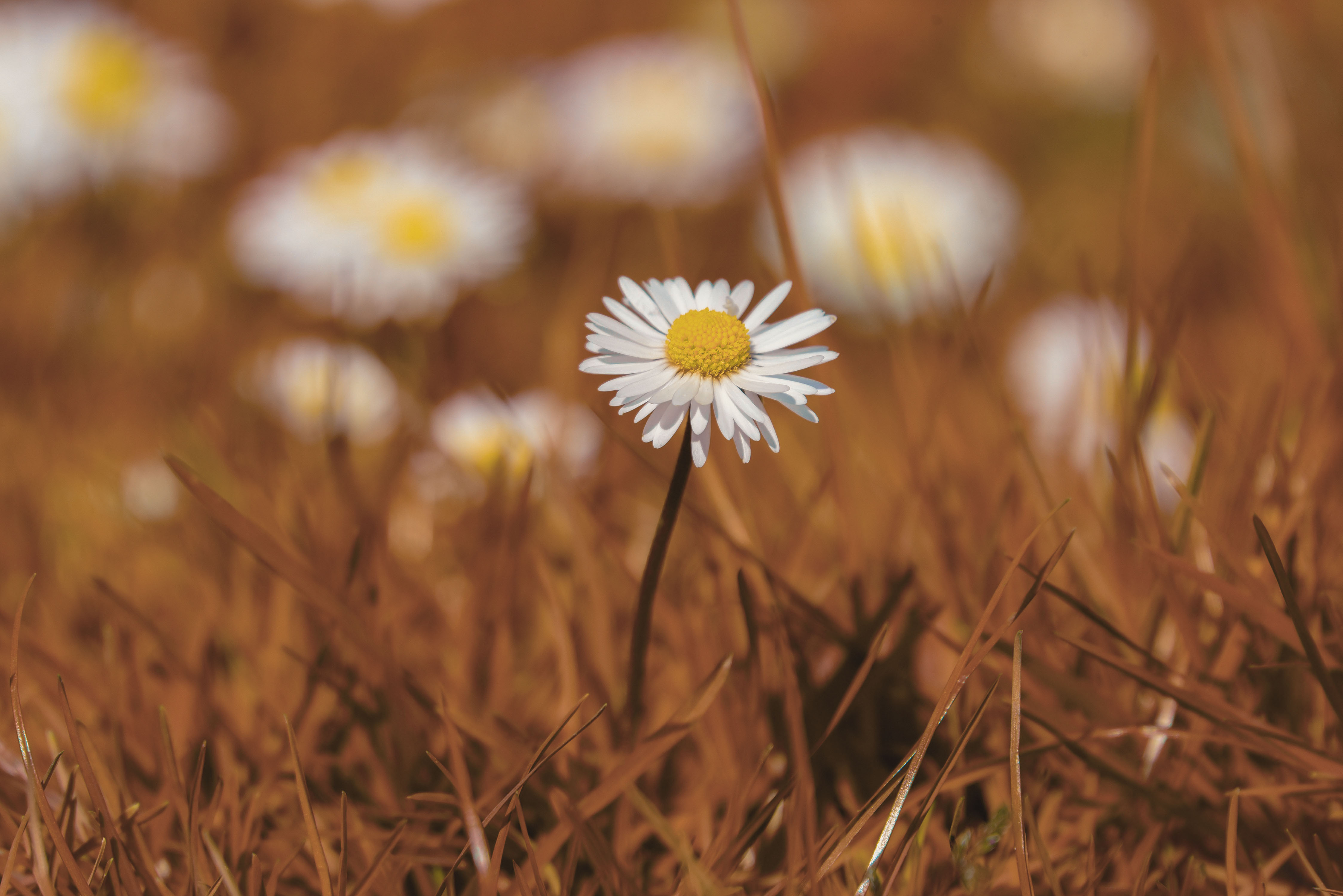 Téléchargez des papiers peints mobile Fleurs, Fleur, Marguerite, Terre/nature gratuitement.