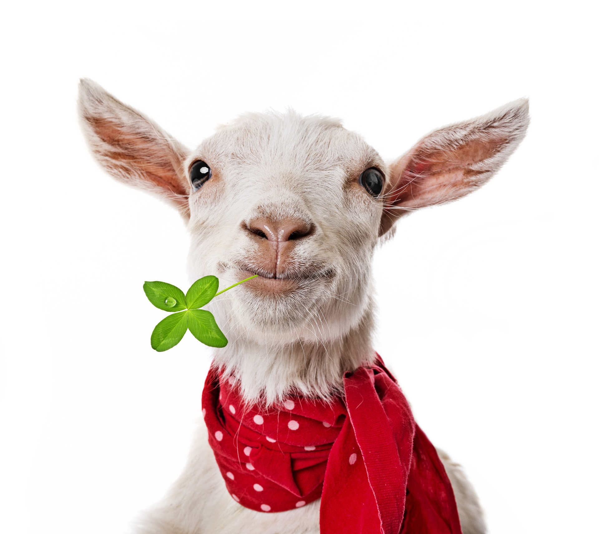 Free download wallpaper Animal, Goat on your PC desktop