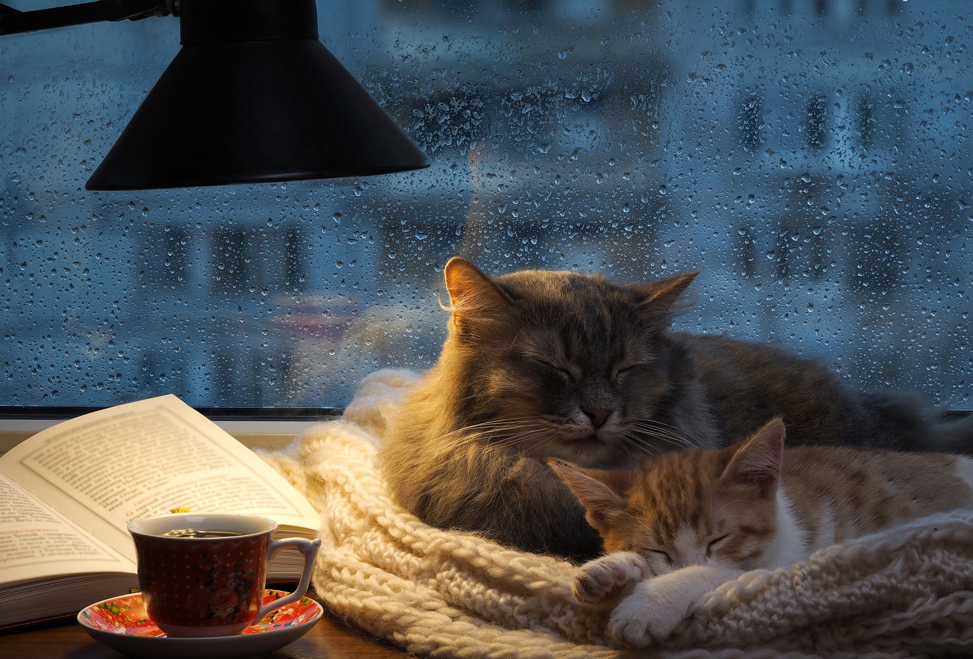 Free download wallpaper Cats, Cat, Cup, Animal, Sleeping on your PC desktop