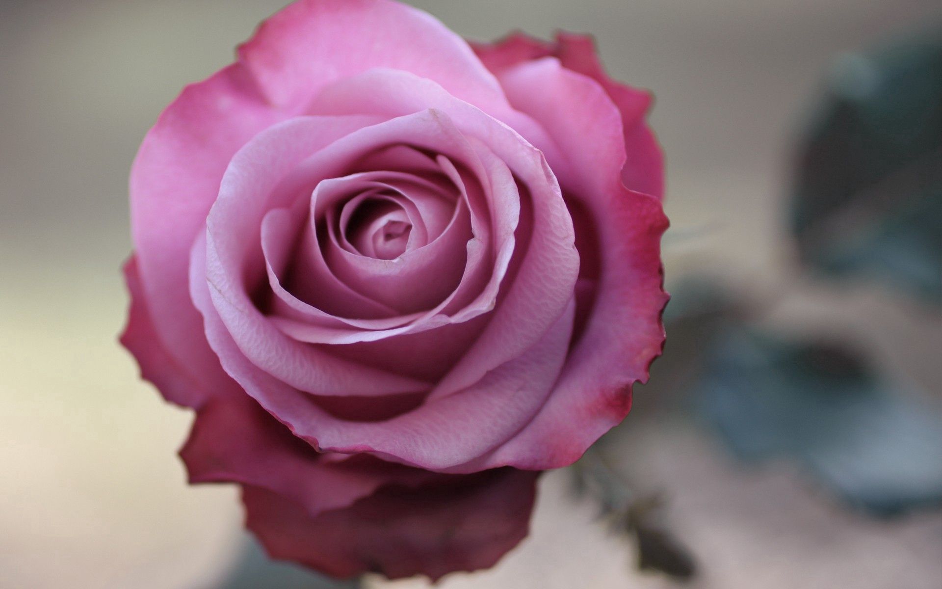 Téléchargez des papiers peints mobile Macro, Bourgeon, Pétales, Brillant, Une Rose, Rose gratuitement.