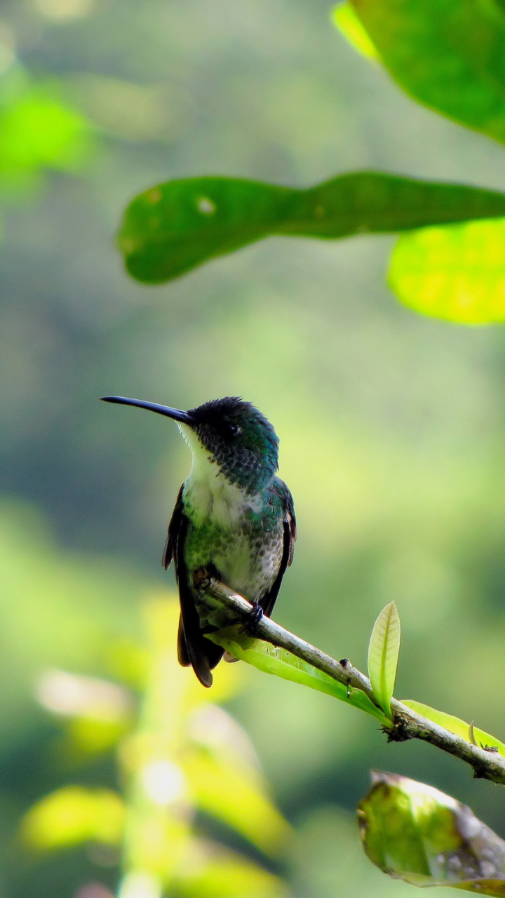 Descarga gratuita de fondo de pantalla para móvil de Animales, Pájaro, Rama, Aves, Ave, Colibrí.