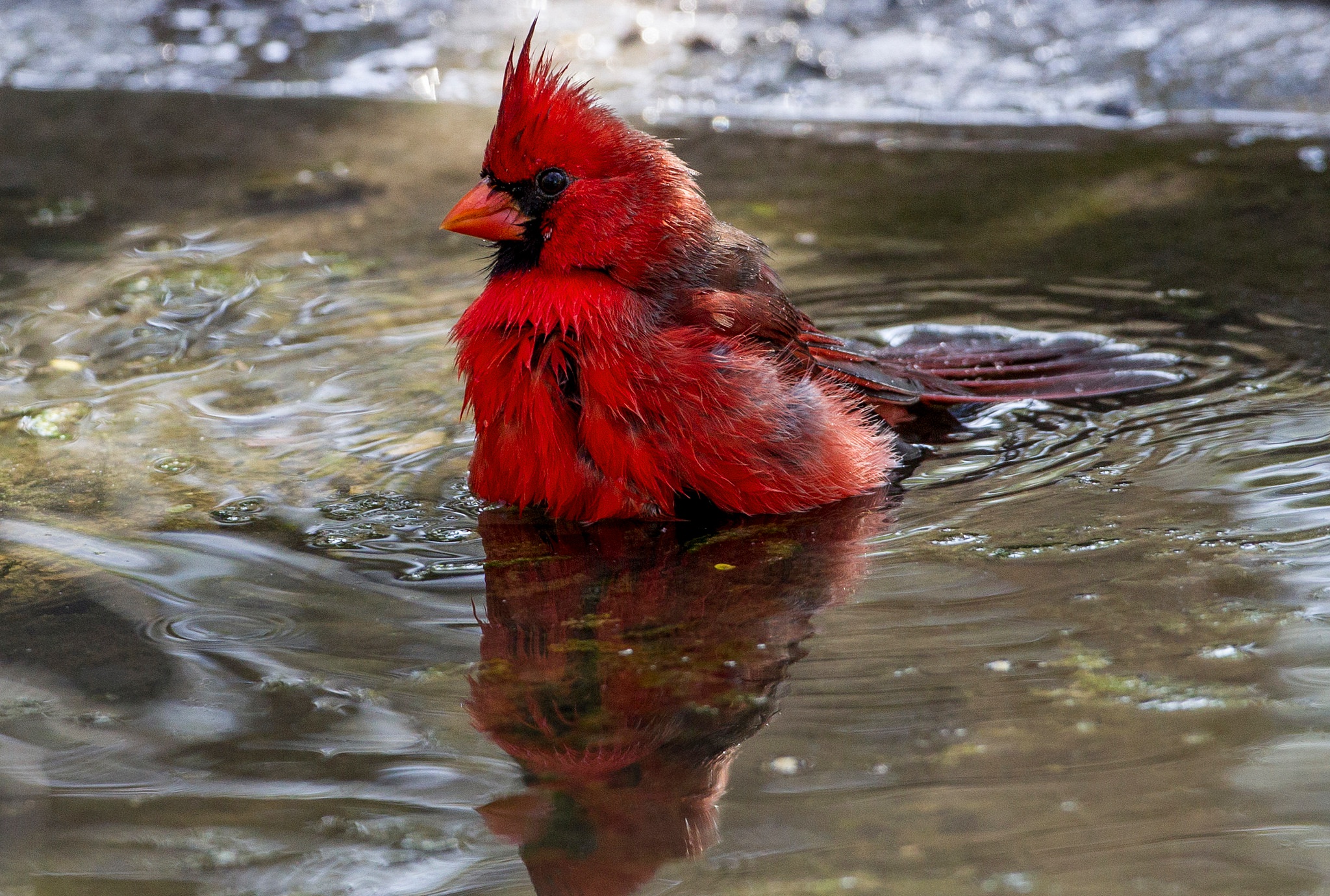 Download mobile wallpaper Birds, Water, Reflection, Bird, Animal, Cardinal for free.