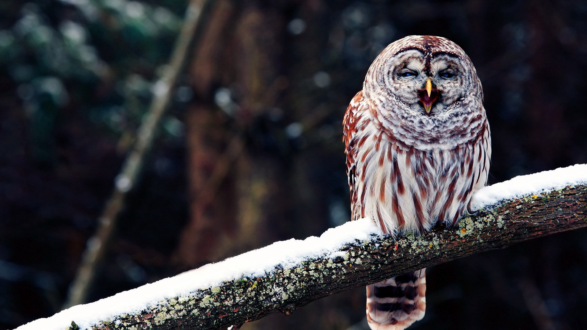 Free download wallpaper Owl, Animal, Barred Owl on your PC desktop