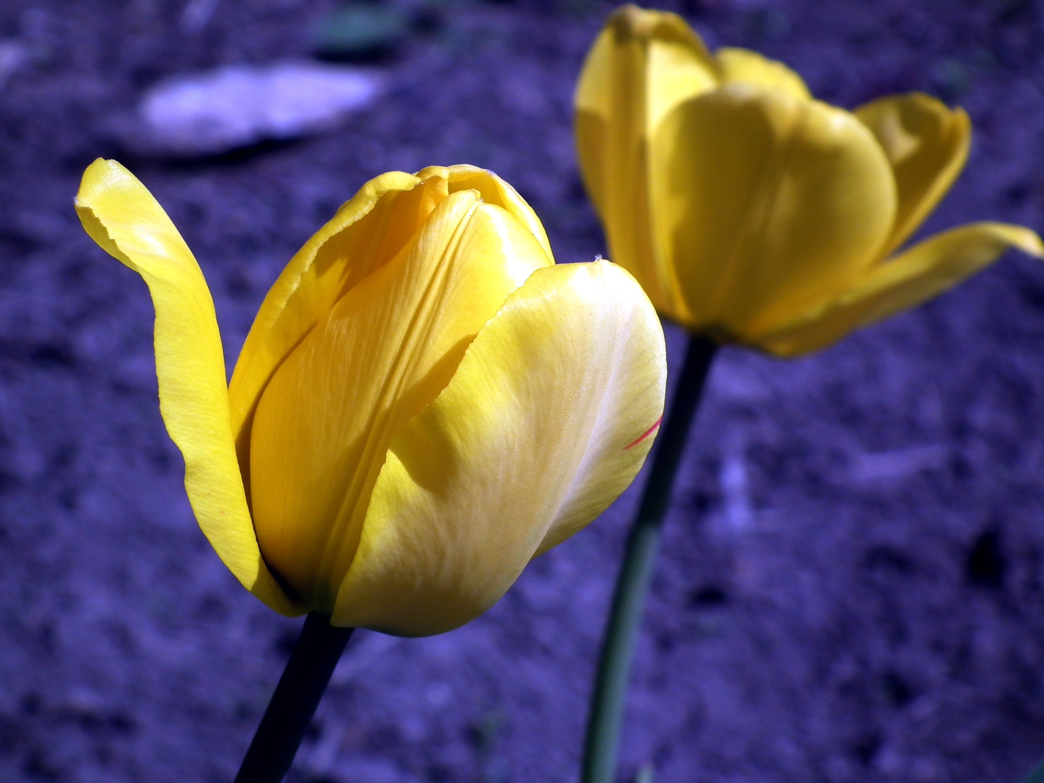 Téléchargez gratuitement l'image Bourgeons, Tulipe, Fleurs sur le bureau de votre PC