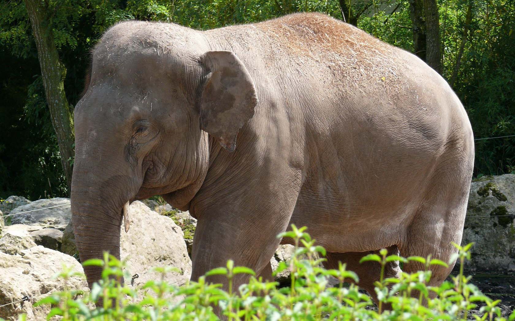 Baixar papel de parede para celular de Animais, Elefante Asiático gratuito.