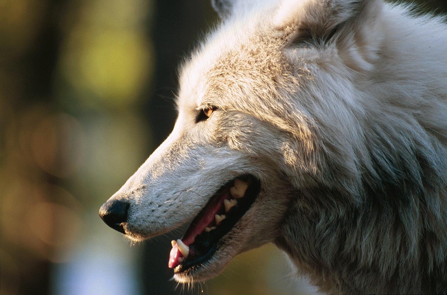 159030 descargar fondo de pantalla animales, lobo, wolves: protectores de pantalla e imágenes gratis