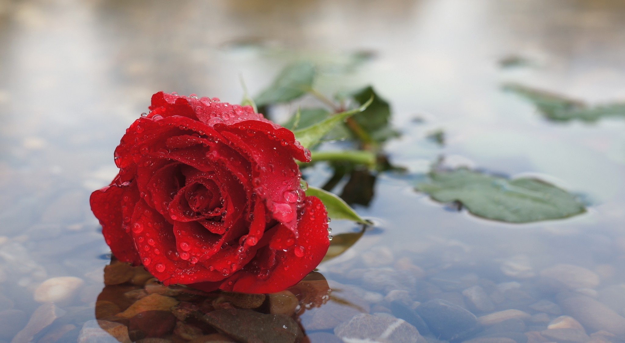 Laden Sie das Blumen, Rose, Erde/natur-Bild kostenlos auf Ihren PC-Desktop herunter