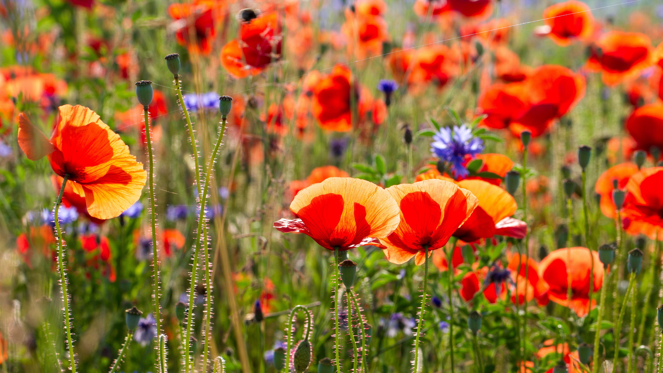 Download mobile wallpaper Poppy, Flowers, Flower, Earth for free.