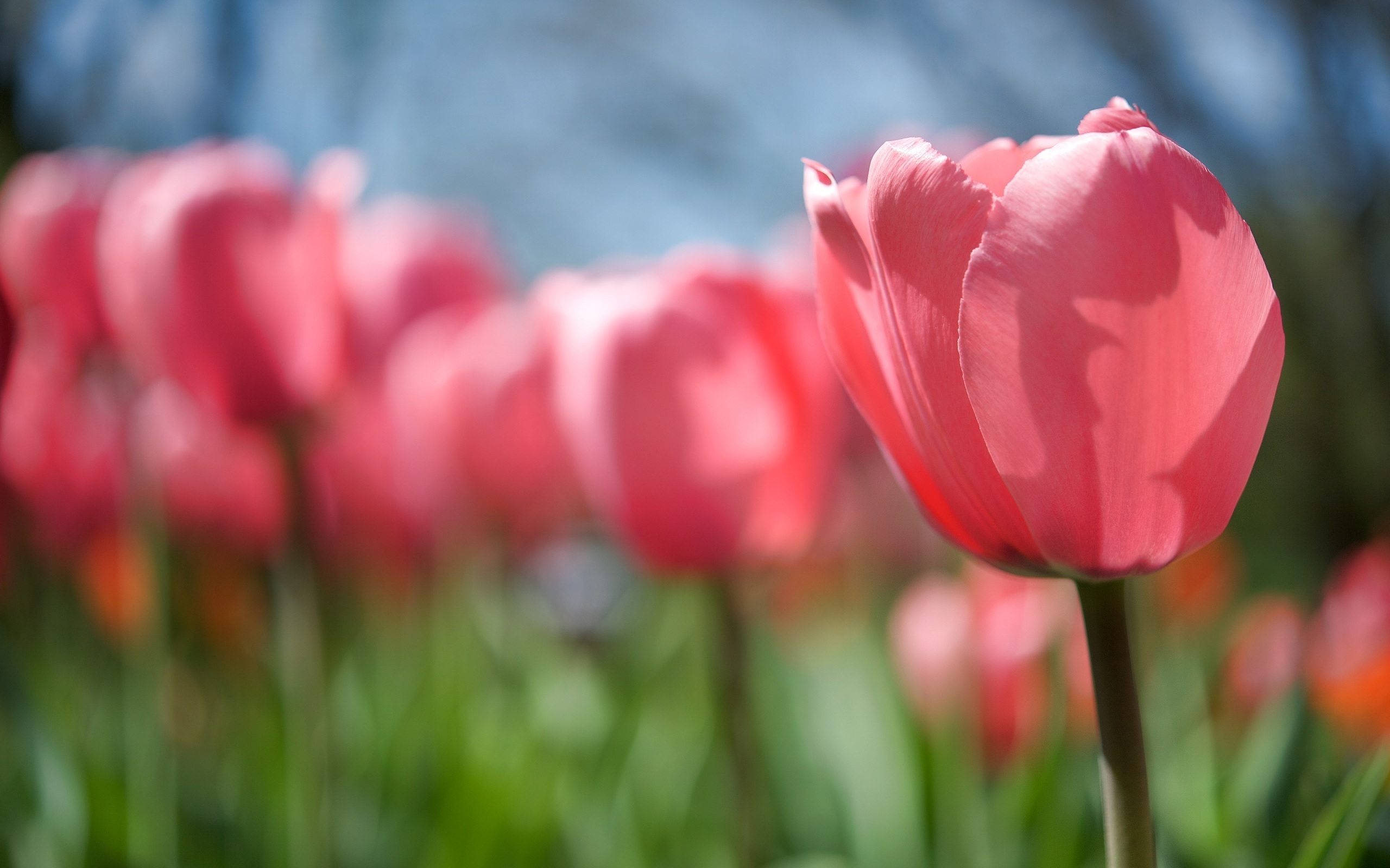 44988 télécharger le fond d'écran plantes, fleurs, tulipes, rouge - économiseurs d'écran et images gratuitement