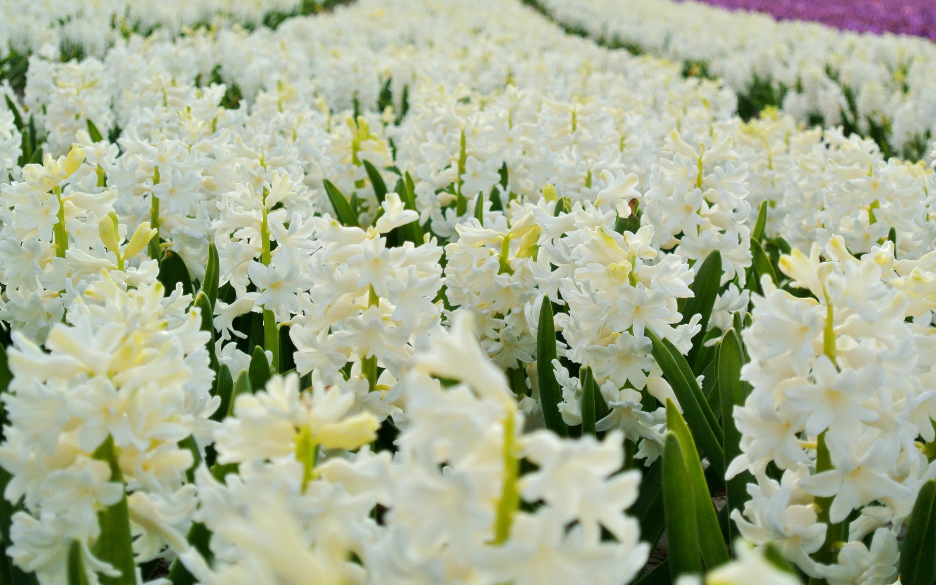 Descarga gratuita de fondo de pantalla para móvil de Flores, Flor, Tierra/naturaleza.