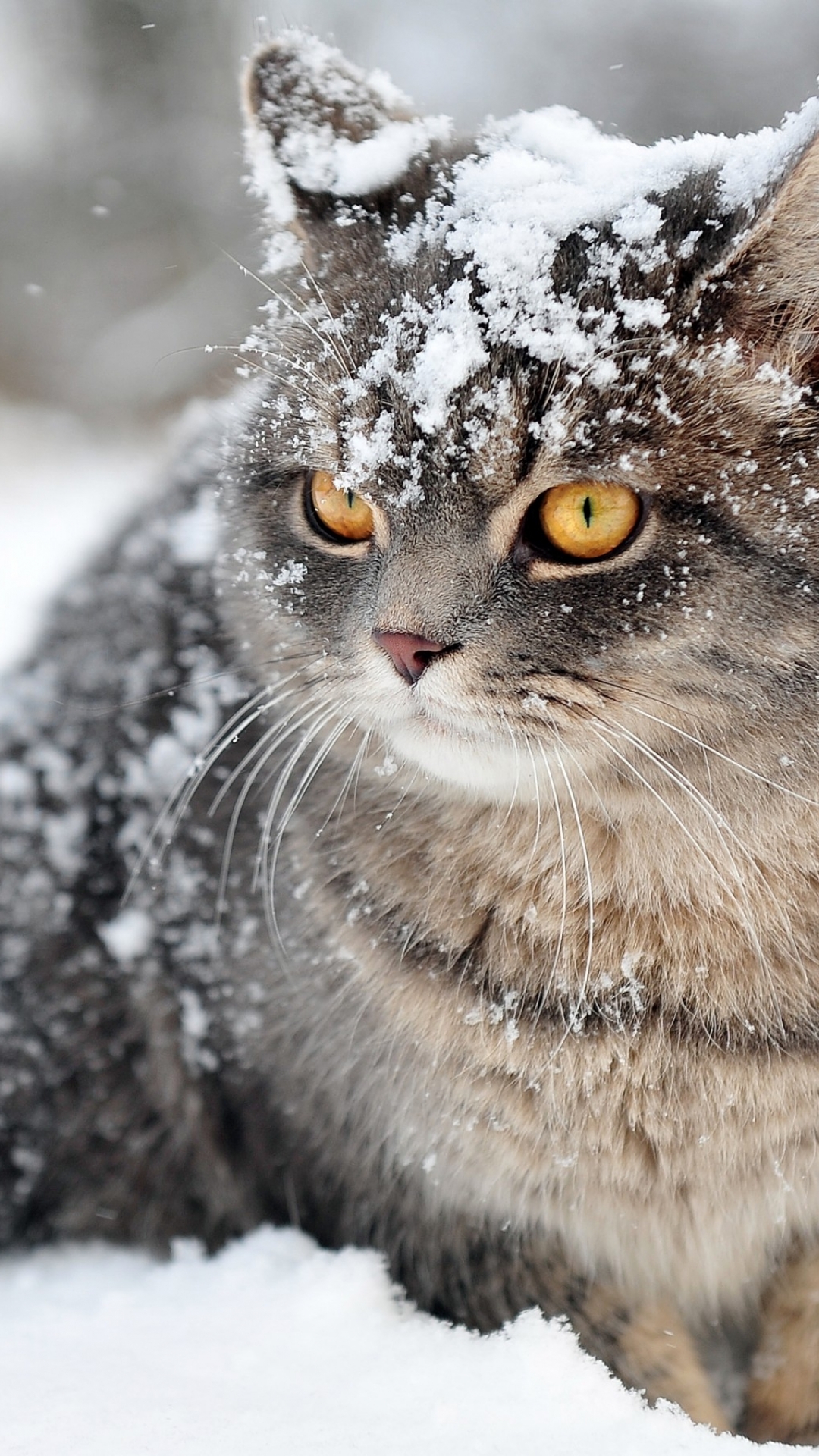 Descarga gratuita de fondo de pantalla para móvil de Animales, Gatos, Gato.