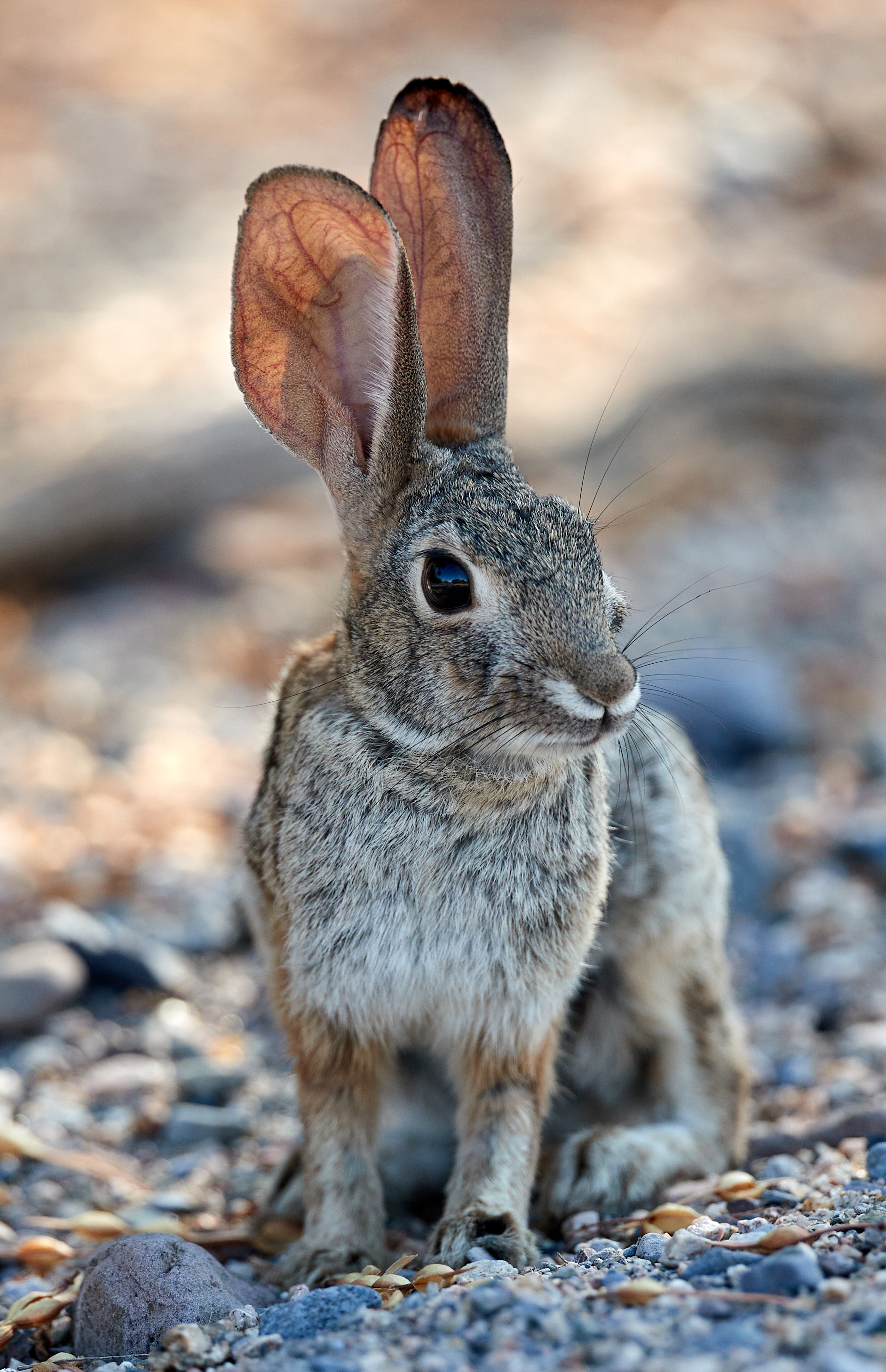 99170 скачать обои кролик, заяц, уши, взгляд, животные, животное - заставки и картинки бесплатно