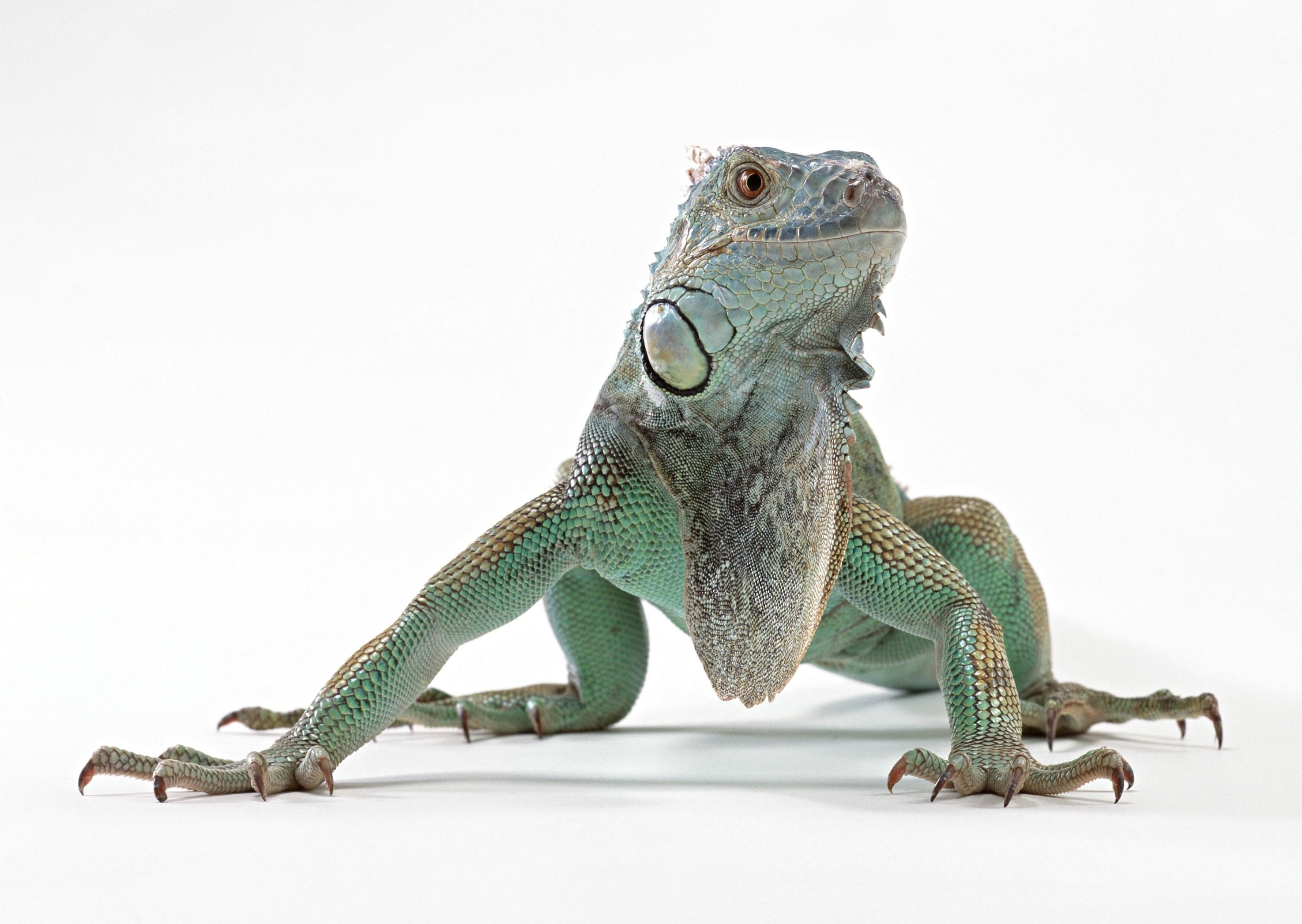 Free download wallpaper Lizard, Reptile, Animals, Color, Iguana on your PC desktop
