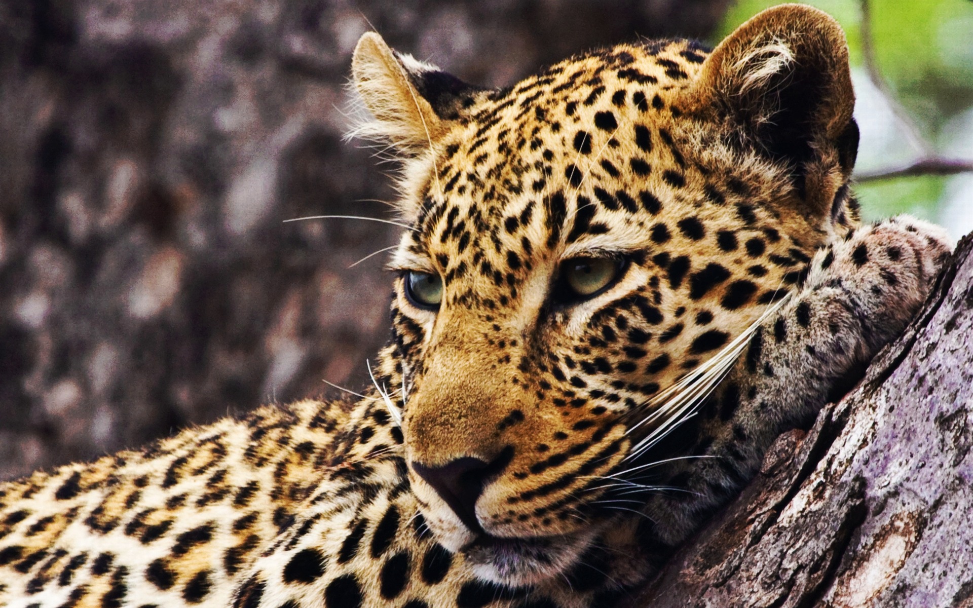 162271 télécharger l'image léopard, animaux, chats - fonds d'écran et économiseurs d'écran gratuits
