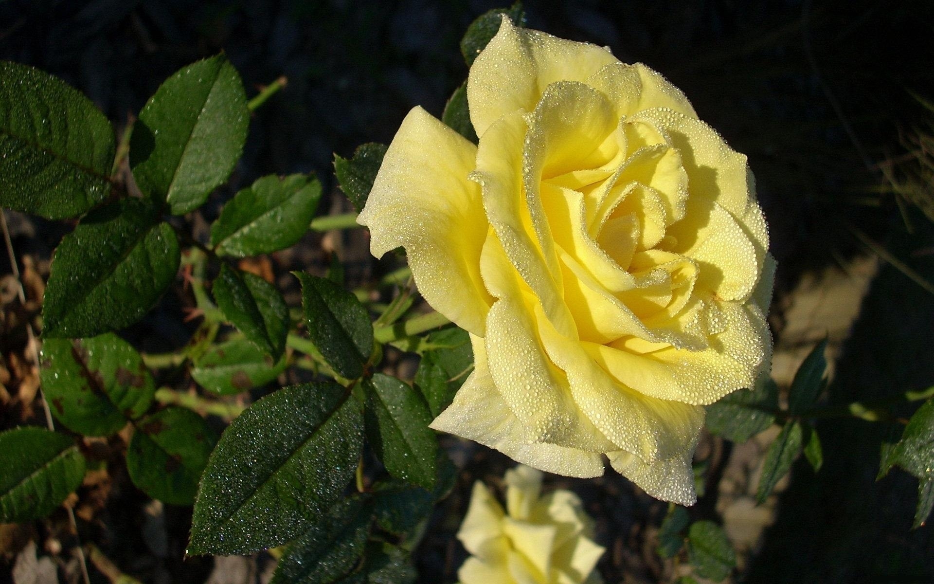 Laden Sie das Blumen, Rose, Erde/natur-Bild kostenlos auf Ihren PC-Desktop herunter