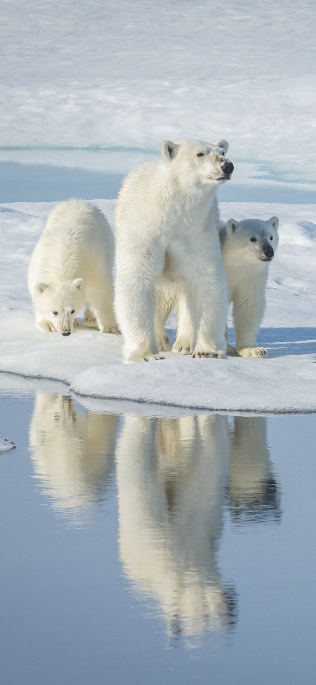 Download mobile wallpaper Bears, Reflection, Animal, Polar Bear, Baby Animal, Cub for free.