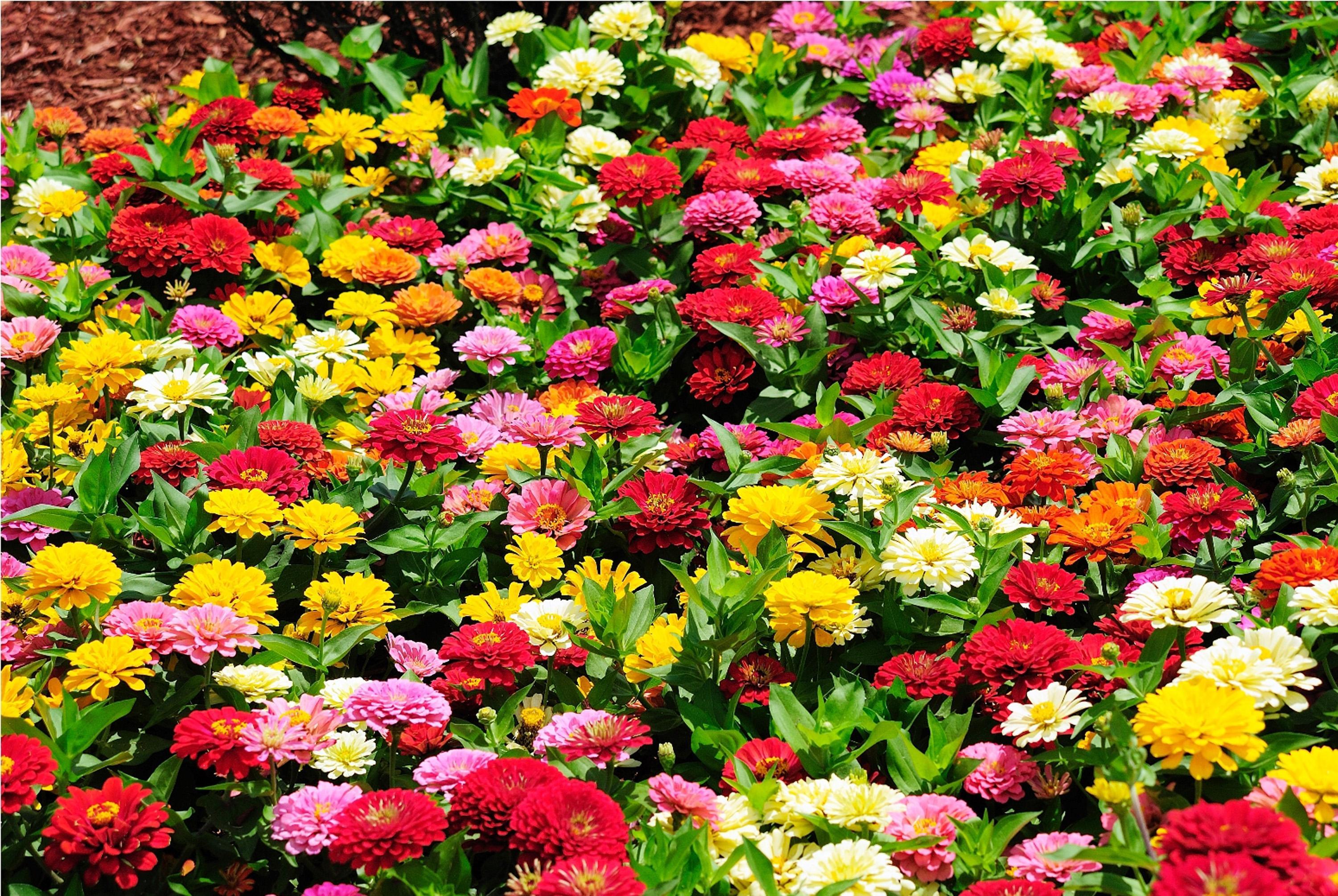Free download wallpaper Flower, Colors, Garden, Colorful, Spring, Man Made on your PC desktop